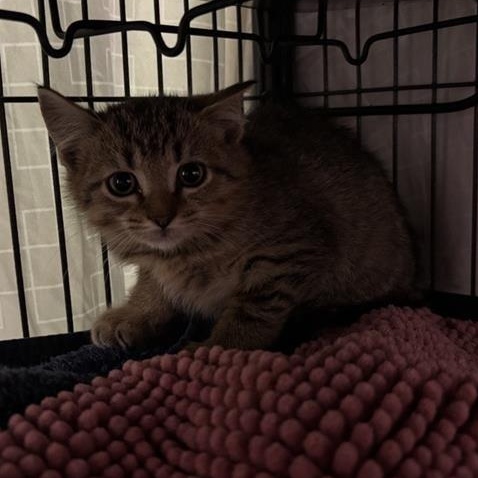 Puma, Adoptable, Kitten Male Domestic Short Hair.