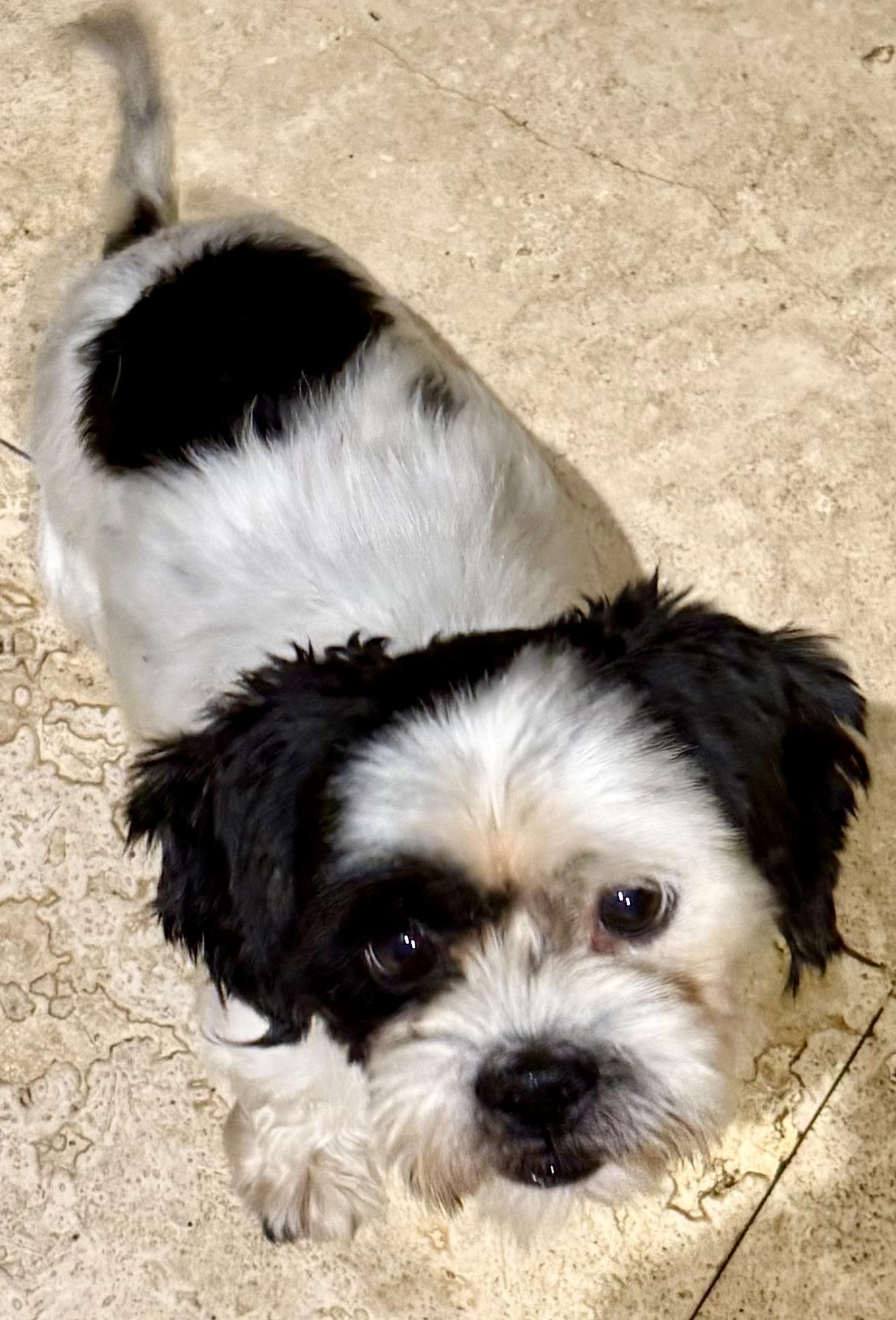 Hypoallergenic Purebred Shih Tzu Chip, a ADOPTABLE Shih Tzu in Boca Raton, FL image 1/6