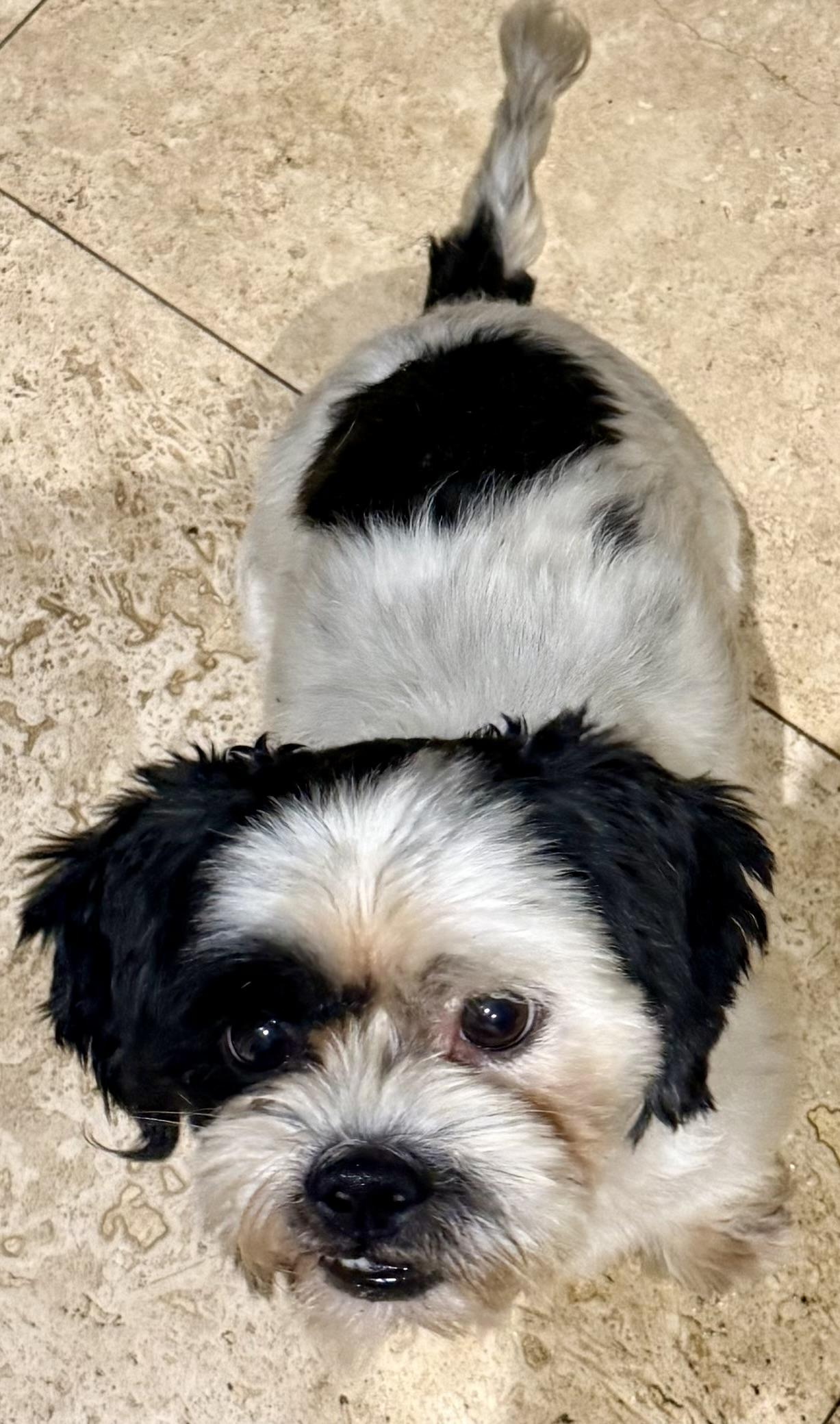 Hypoallergenic Purebred Shih Tzu Chip, a ADOPTABLE Shih Tzu in Boca Raton, FL image 3/6