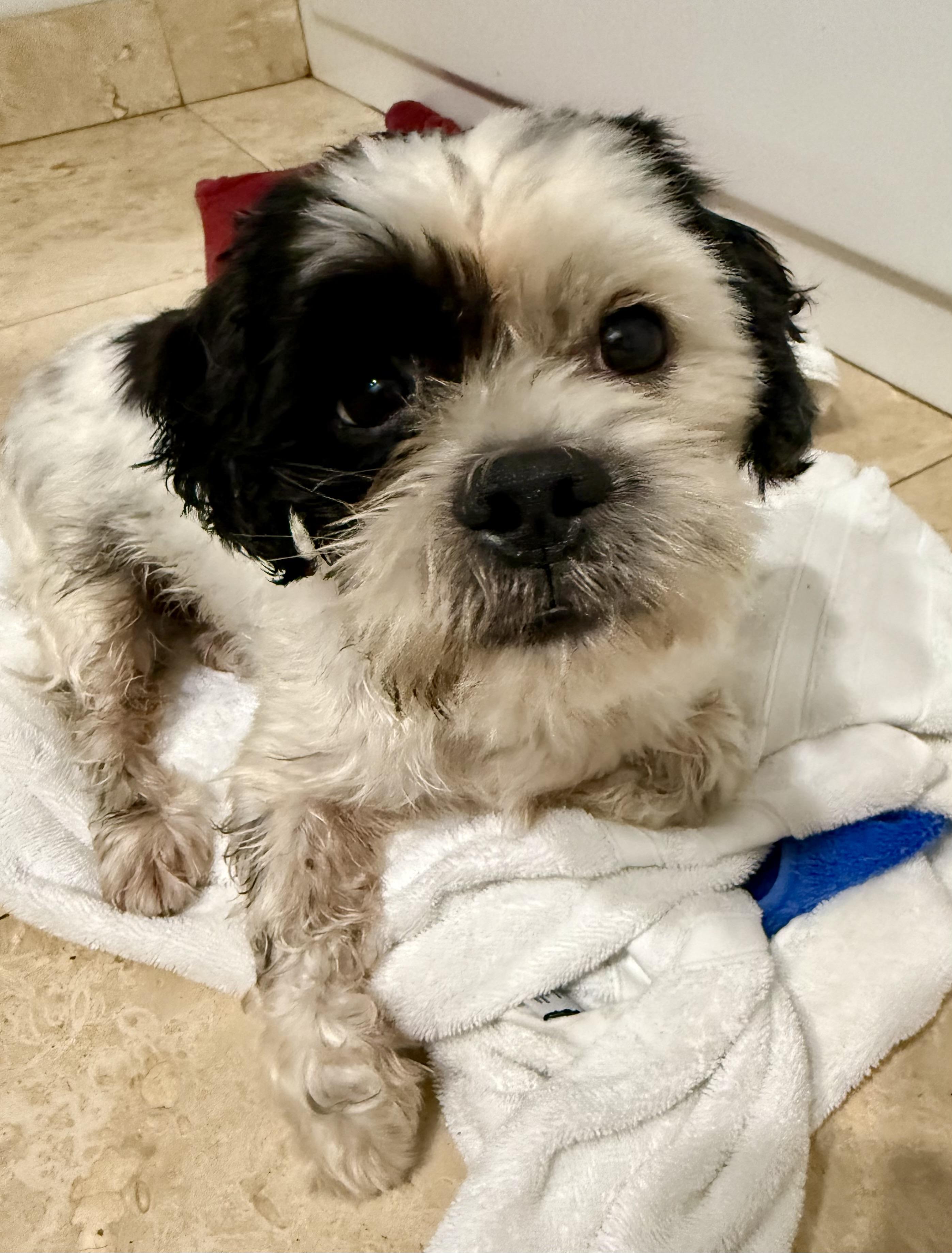 Hypoallergenic Purebred Shih Tzu Chip, a ADOPTABLE Shih Tzu in Boca Raton, FL image 6/6