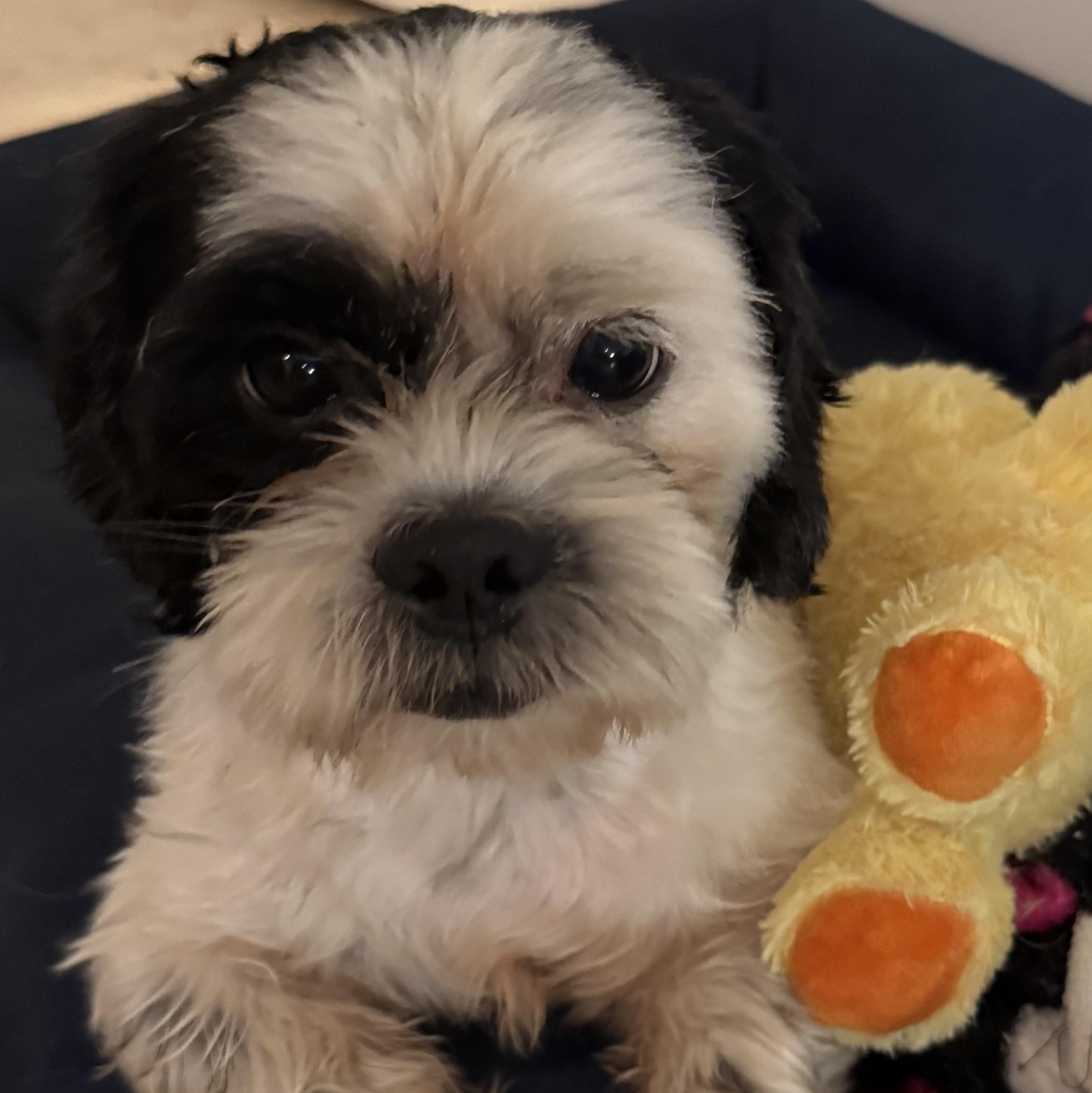 Hypoallergenic Purebred Shih Tzu Chip, a ADOPTABLE Shih Tzu in Boca Raton, FL image 5/6