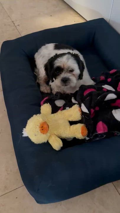 Enlarge Hypoallergenic Purebred Shih Tzu Chip, a ADOPTABLE Shih Tzu in Boca Raton, FL video 4/6
