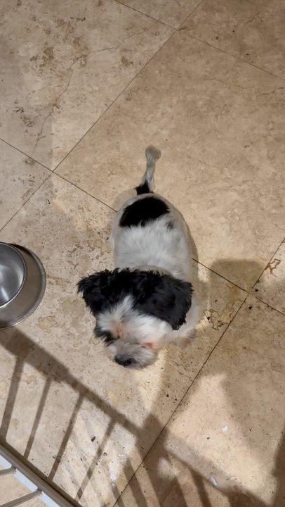 Enlarge Hypoallergenic Purebred Shih Tzu Chip, a ADOPTABLE Shih Tzu in Boca Raton, FL video 2/6