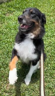 Lady, an adopted Australian Shepherd in Longwood, FL image 5/6