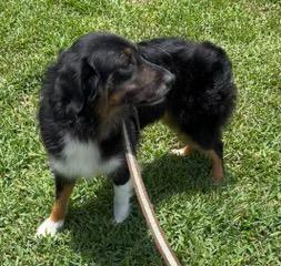 Lady, an adopted Australian Shepherd in Longwood, FL image 6/6
