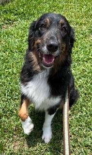 Lady, adopted, Adult Female Australian Shepherd.