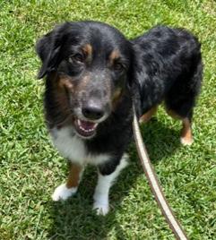 Lady, an adopted Australian Shepherd in Longwood, FL image 2/6