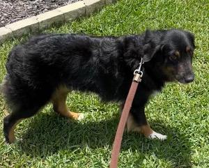 Lady, an adopted Australian Shepherd in Longwood, FL image 4/6