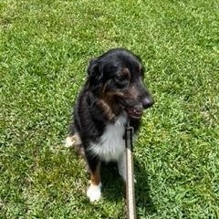 Lady, an adopted Australian Shepherd in Longwood, FL image 3/6