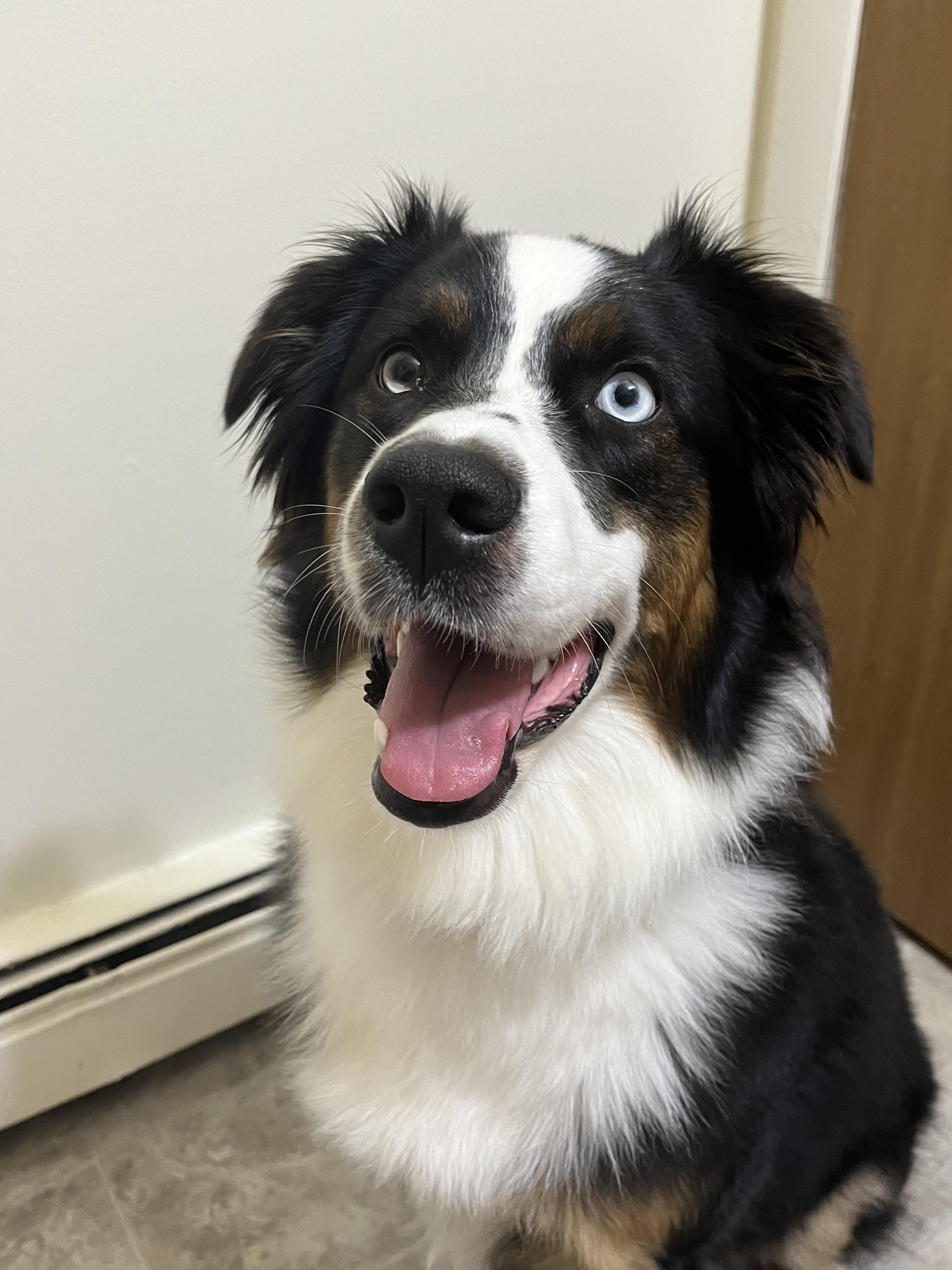 Moon, adopted, Adult Female Australian Shepherd.