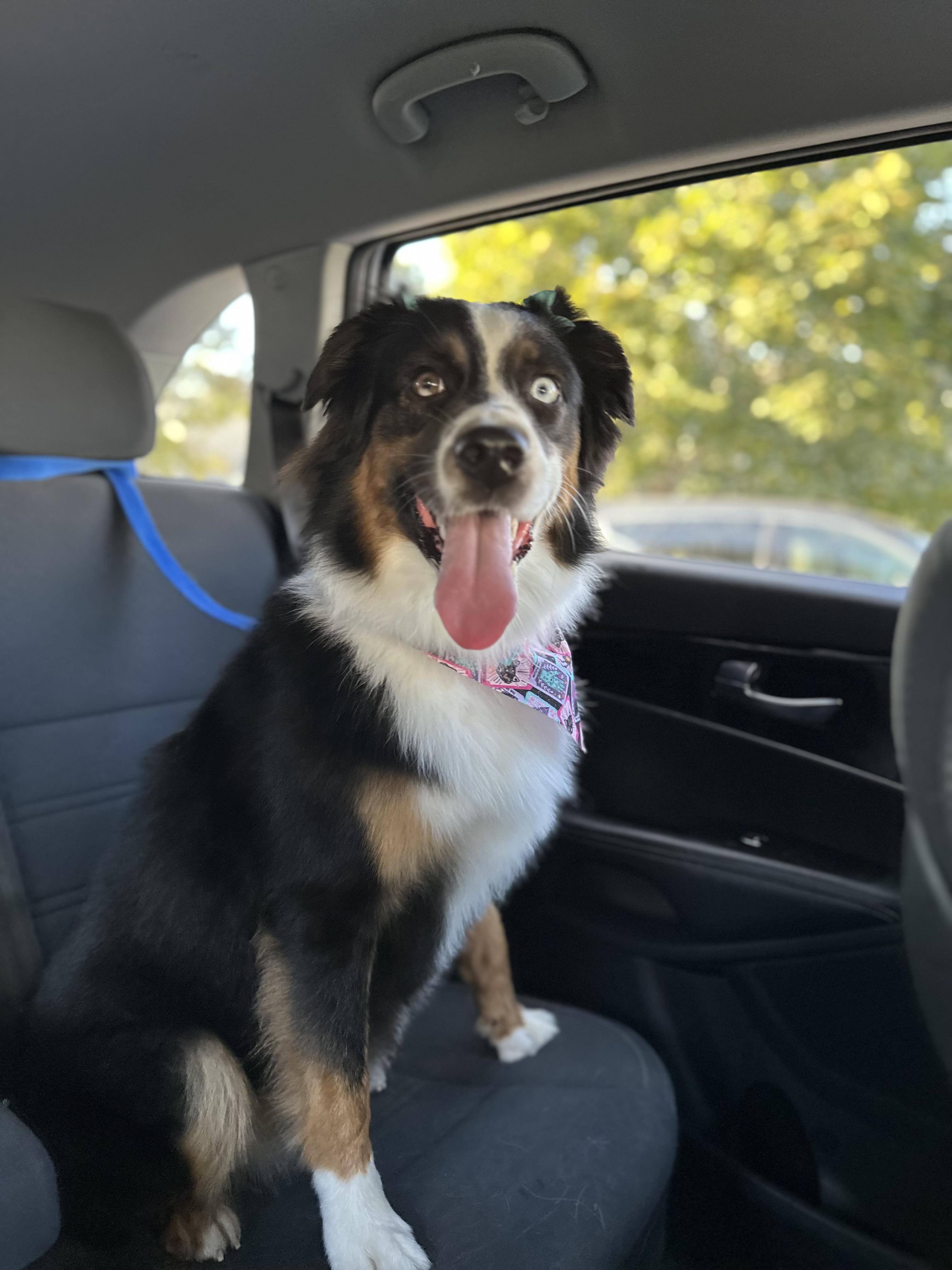 Moon, an adopted Australian Shepherd in Alexandria, VA image 3/3