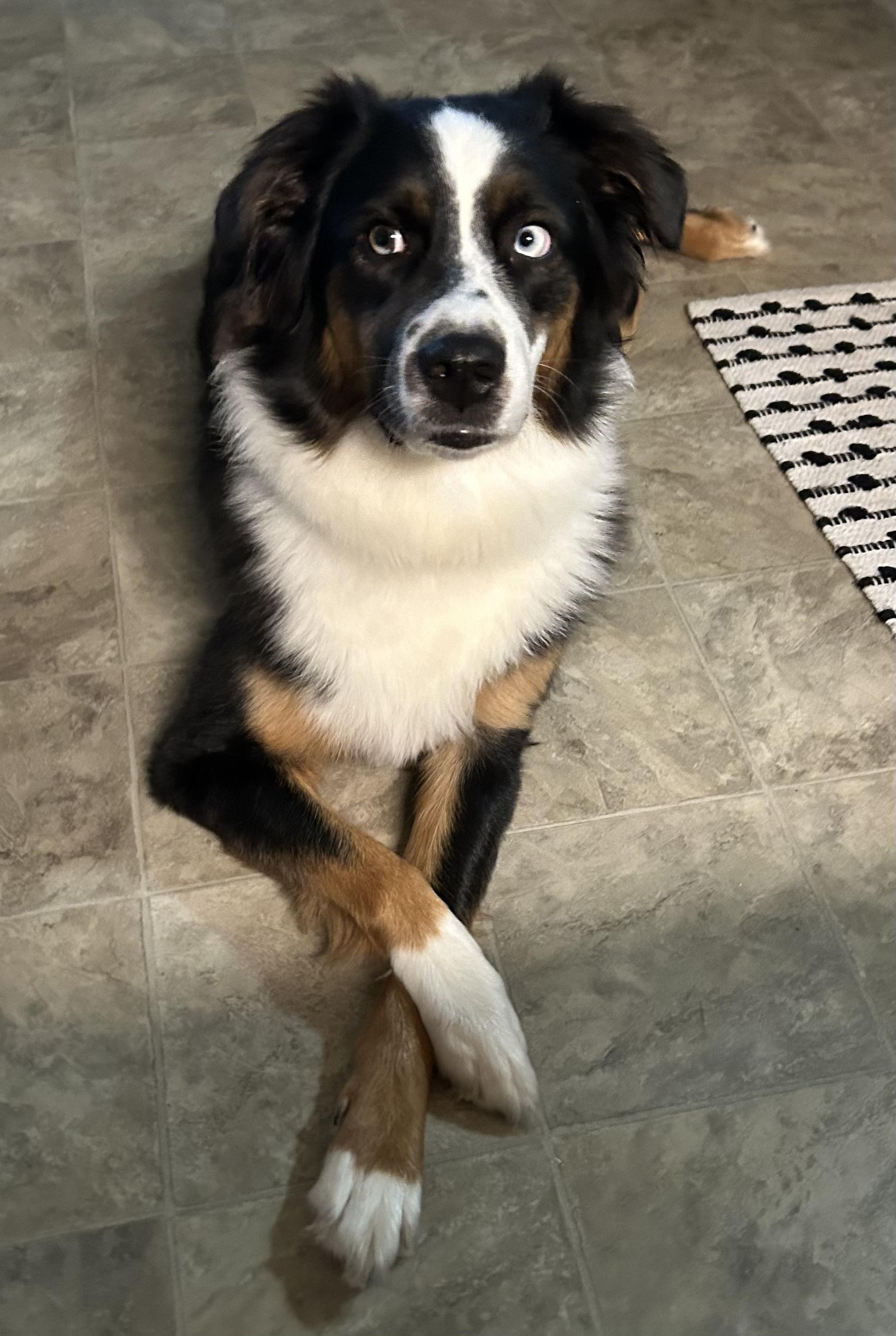 Moon, an adopted Australian Shepherd in Alexandria, VA image 2/3