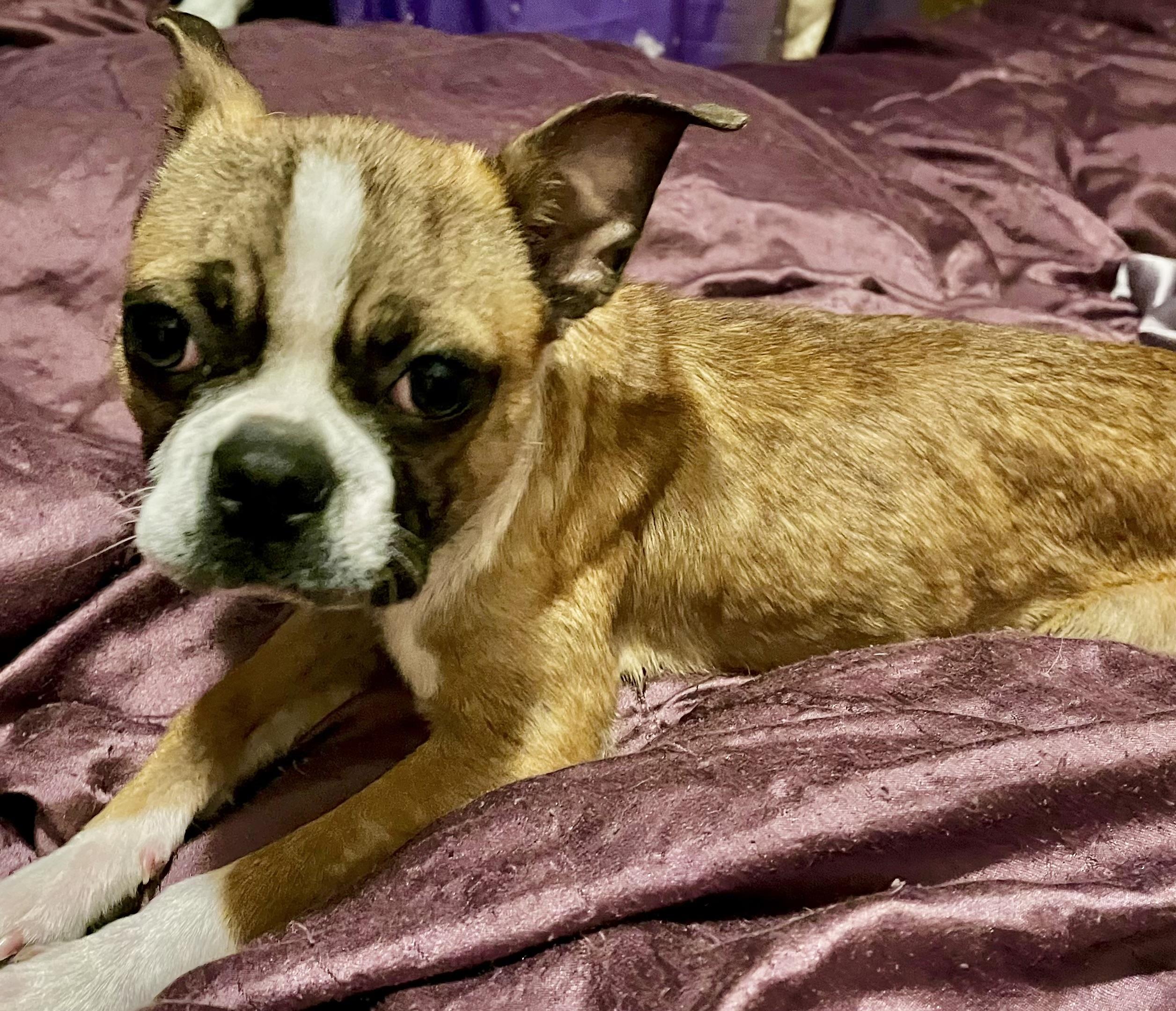 Enlarge Maui, a ADOPTABLE Boston Terrier in Orlando, FL image 4/5