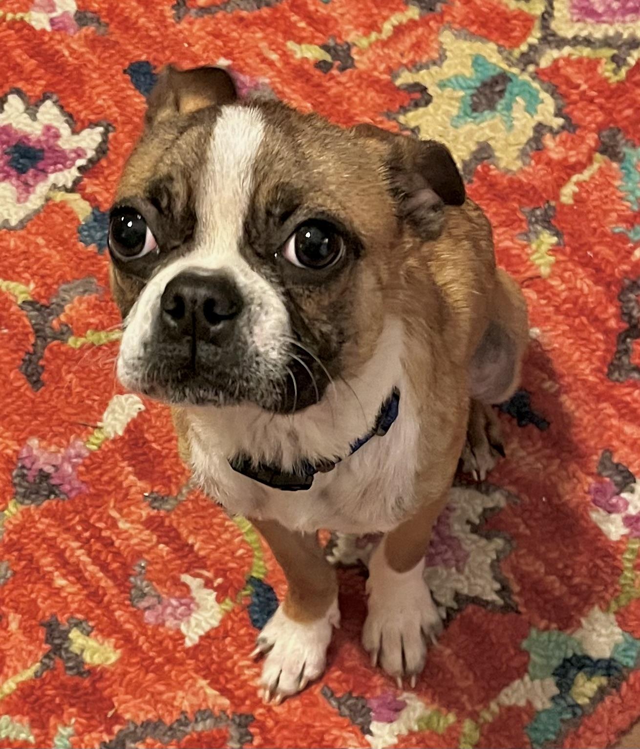 Enlarge Maui, a ADOPTABLE Boston Terrier in Orlando, FL image 1/5