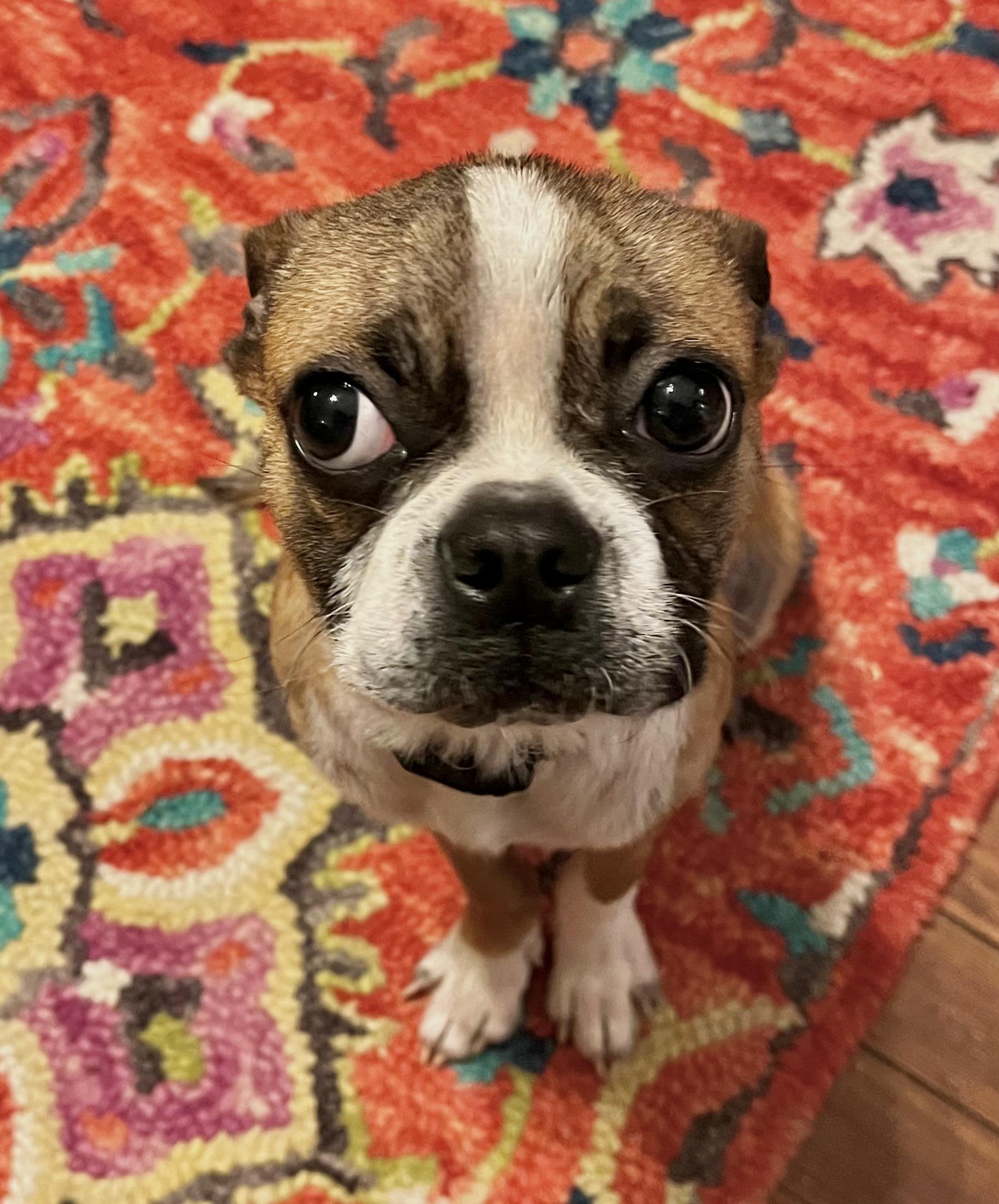 Enlarge Maui, a ADOPTABLE Boston Terrier in Orlando, FL image 3/5