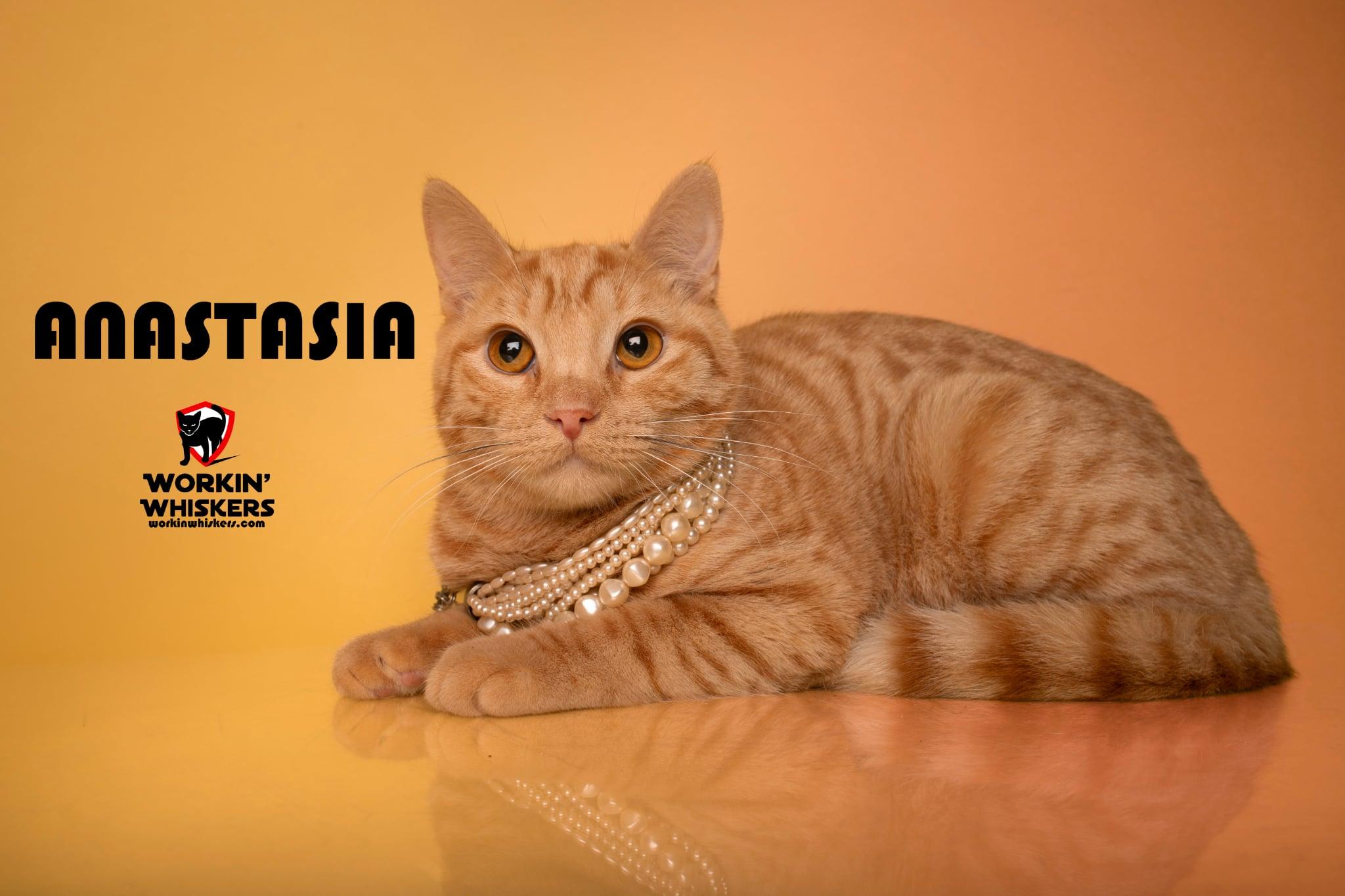 ANASTASIA, adopted, Young Female Domestic Short Hair & Tabby.