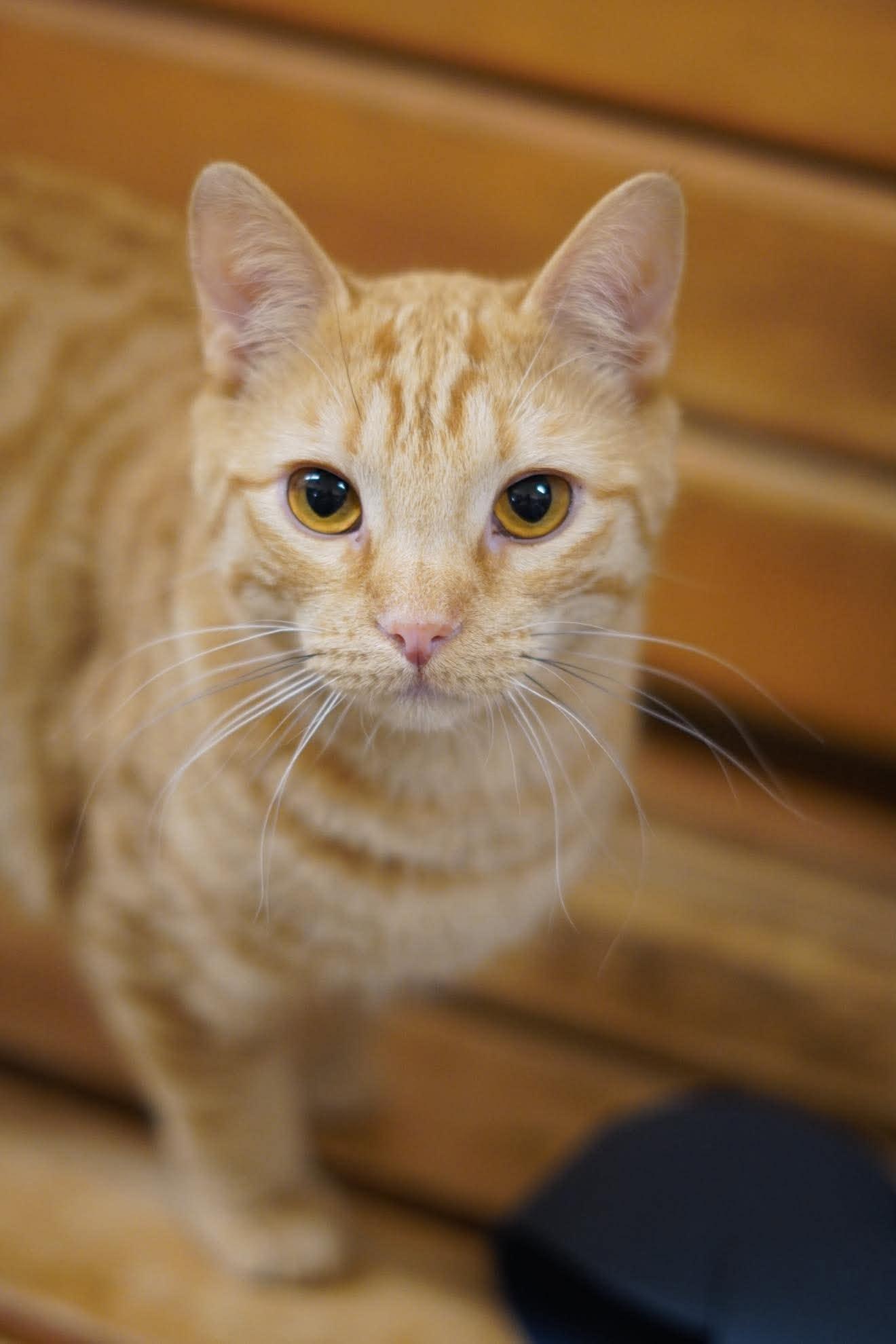Enlarge ANASTASIA, a Adoptable mixed breed in Murrieta, CA image 3/6
