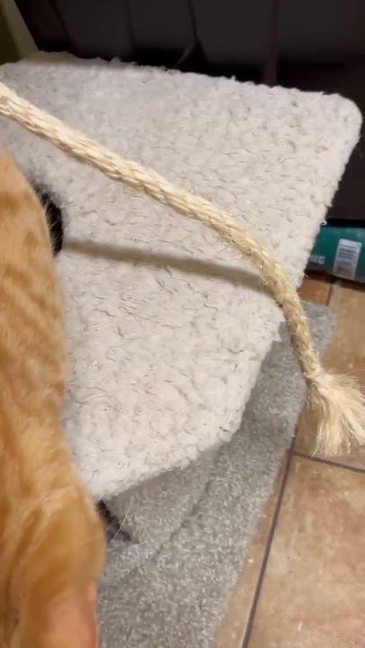 Enlarge ANASTASIA, a Adoptable mixed breed in Murrieta, CA video 6/6