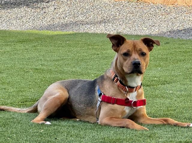 Enlarge CLEMENTINE, a Adoptable mixed breed in Albuquerque, NM image 1/1