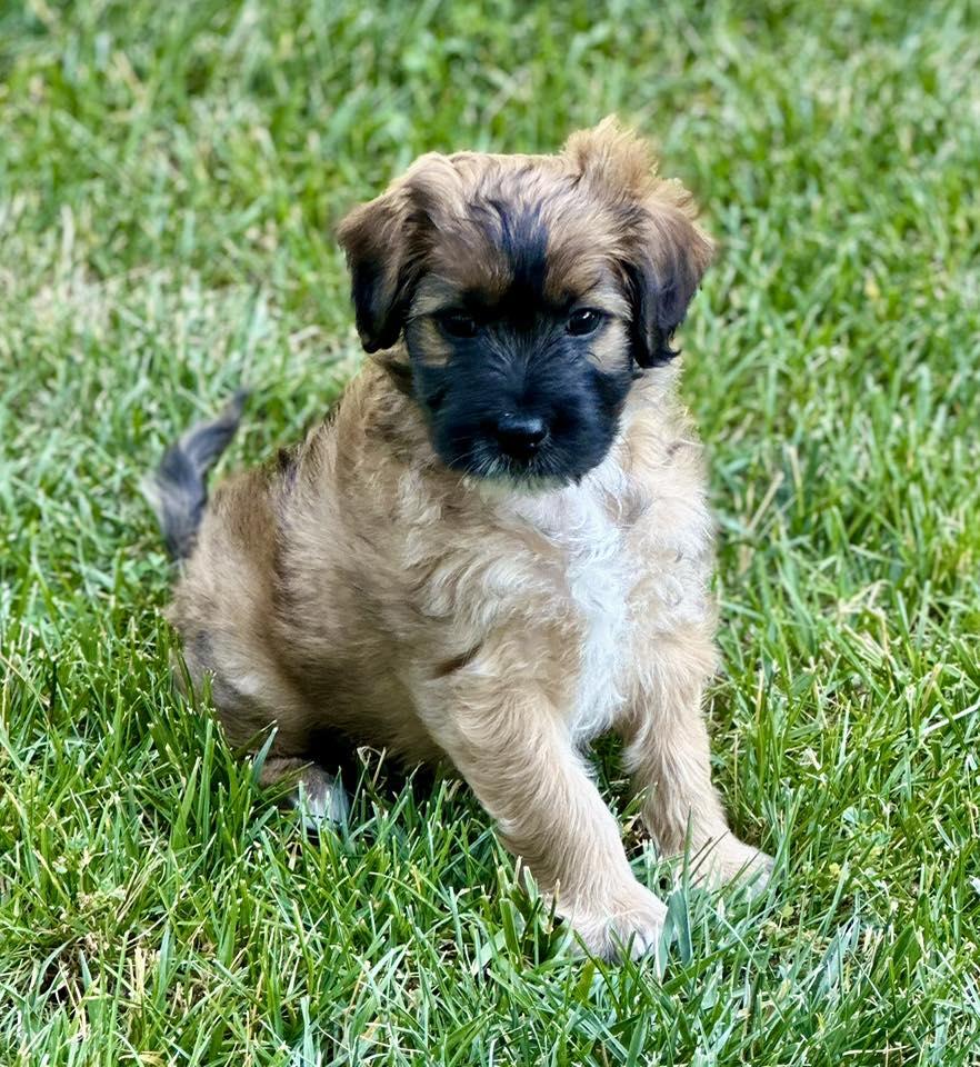 Enlarge Beau, a Adopted mixed breed in Tracy, CA image 1/2