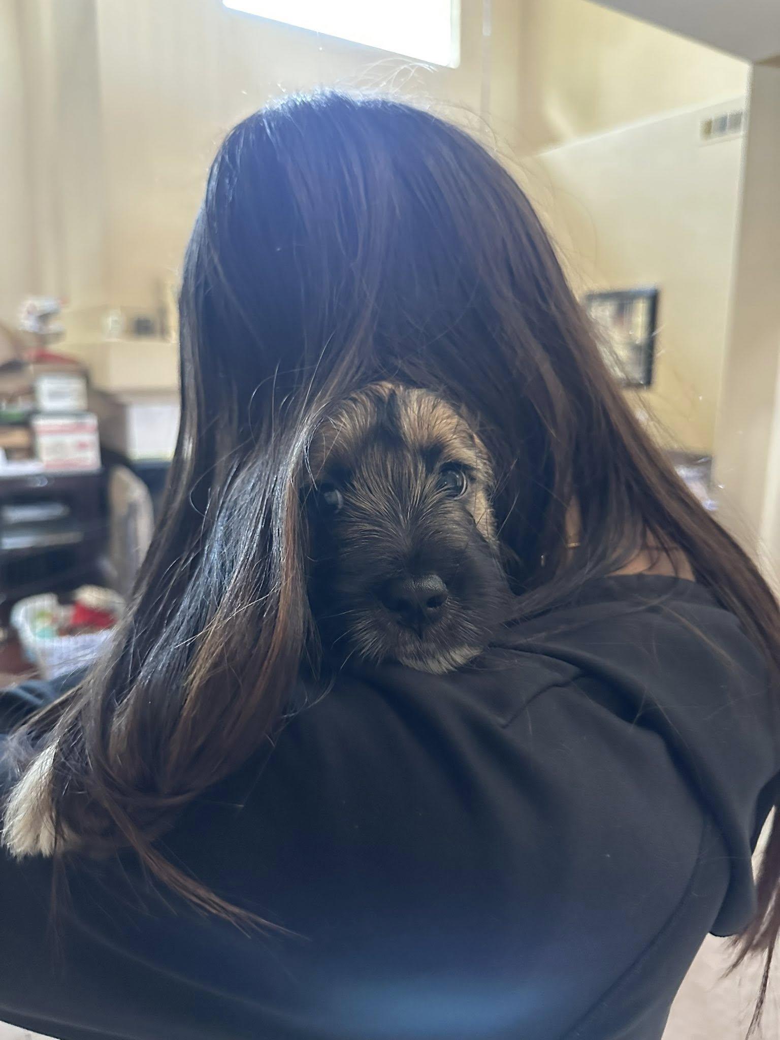 Enlarge Beau, a Adopted mixed breed in Tracy, CA image 2/2