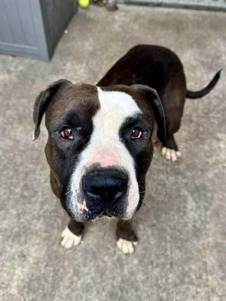 Thora, a ADOPTABLE Pit Bull Terrier in Chicago, IL image 3/5