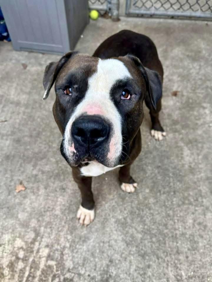 Thora, a ADOPTABLE Pit Bull Terrier in Chicago, IL image 2/5