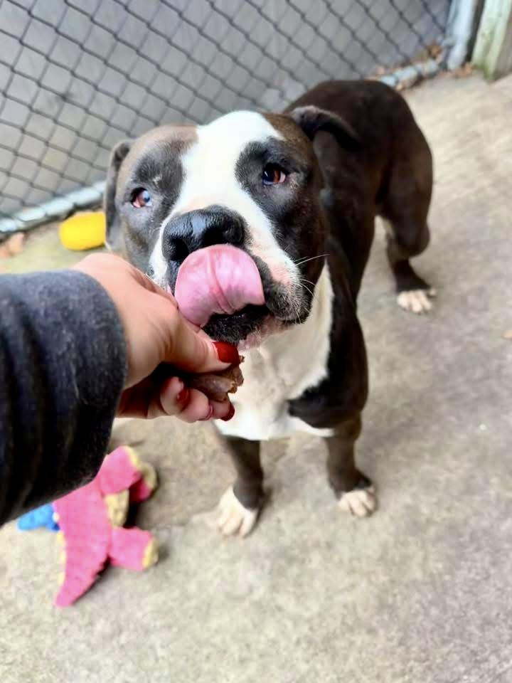 Thora, a ADOPTABLE Pit Bull Terrier in Chicago, IL image 4/5