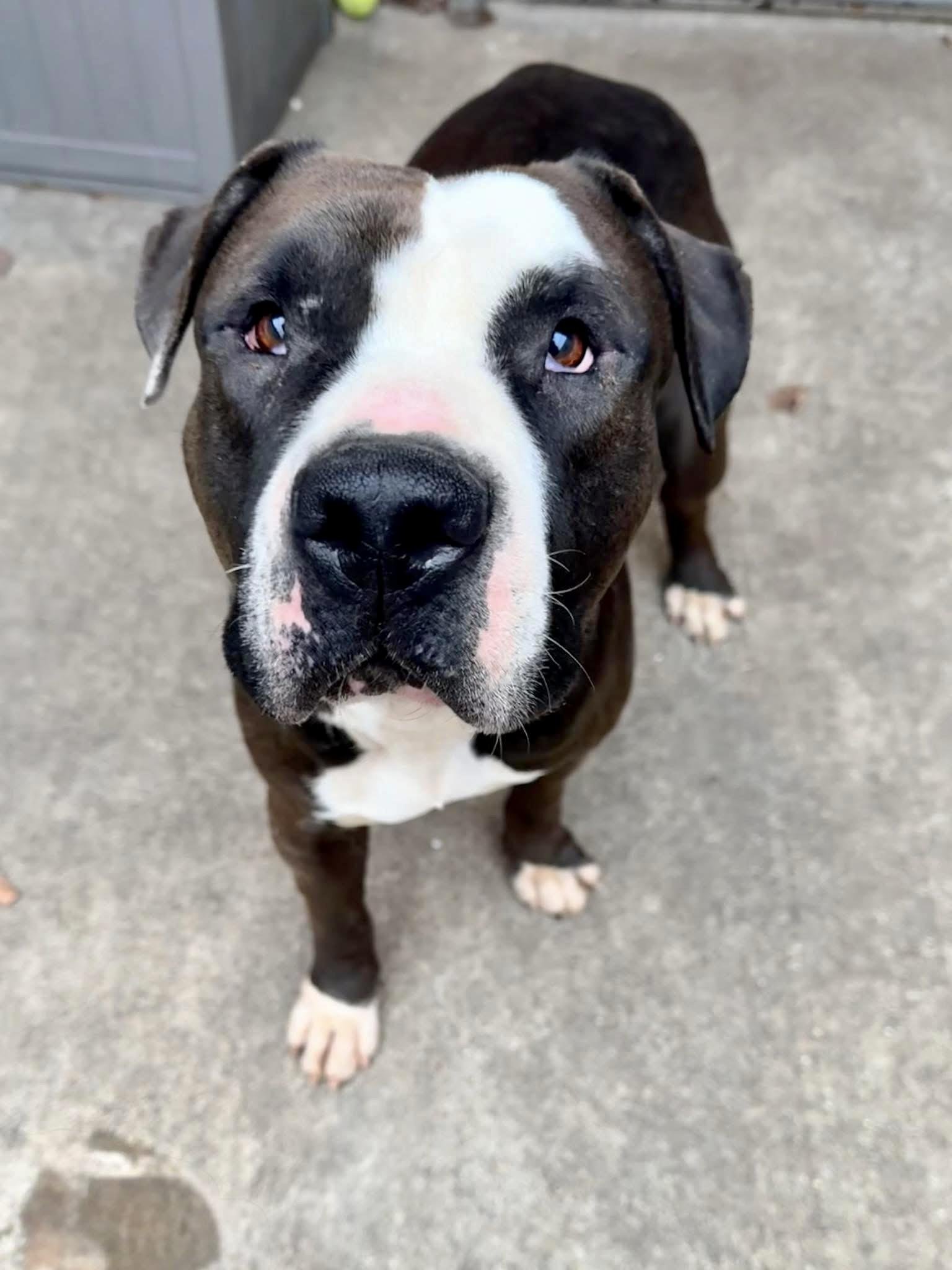 Thora, ADOPTABLE, Adult Female Pit Bull Terrier.