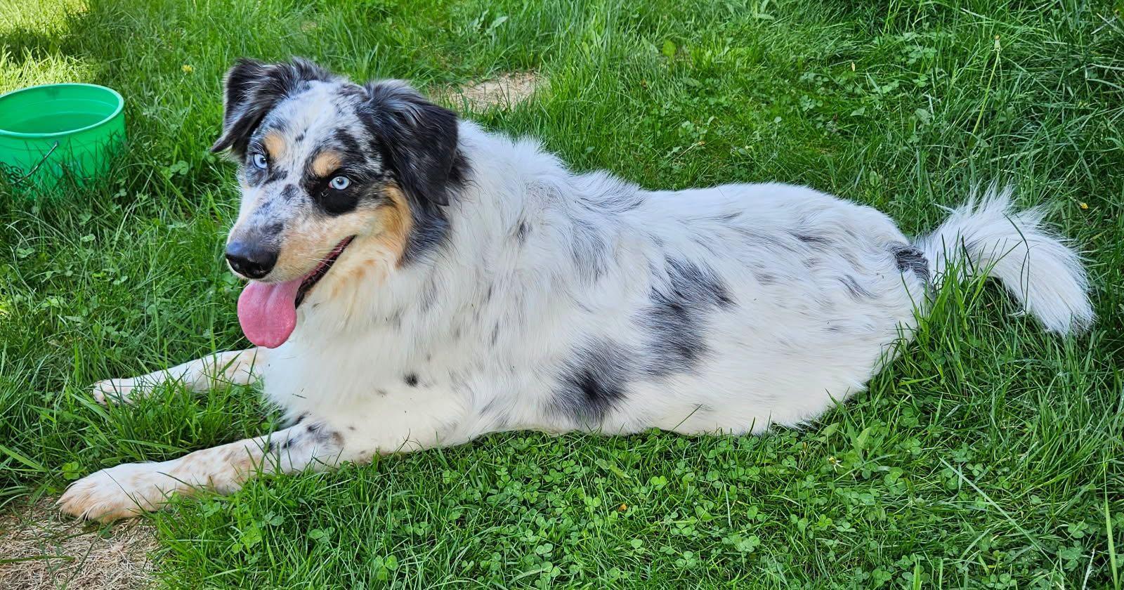 Enlarge Bo, a Adoptable mixed breed in Elk River, MN image 2/3