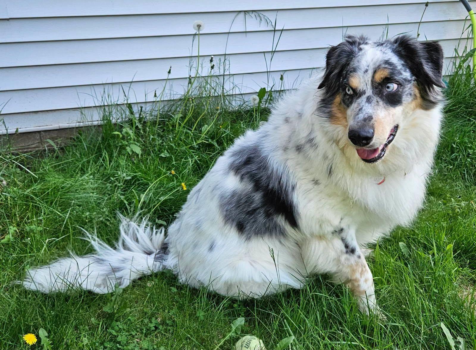 Enlarge Bo, a Adoptable mixed breed in Elk River, MN image 3/3