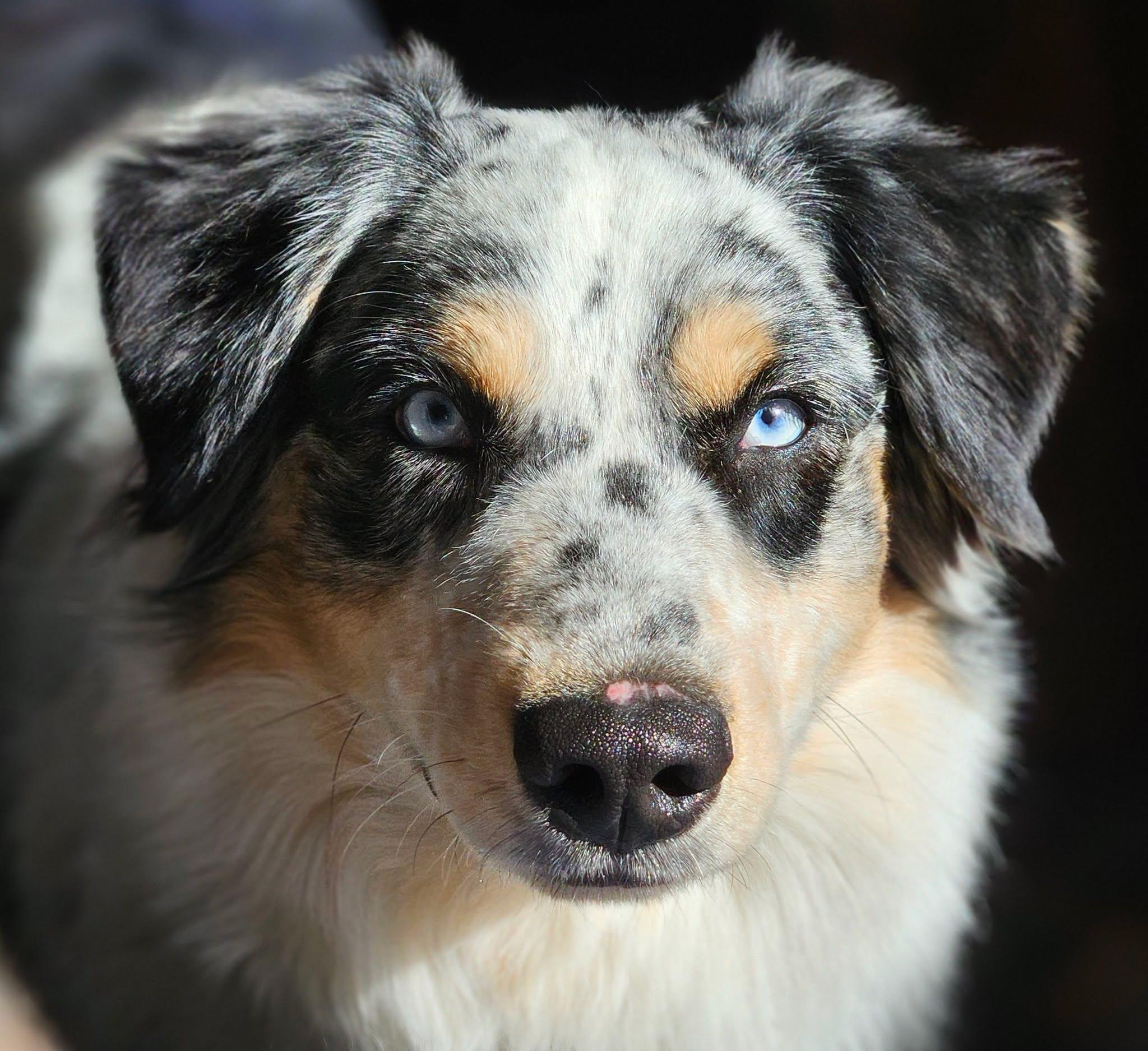 Bo, Adoptable, Adult Female Australian Shepherd & Australian Cattle Dog / Blue Heeler.