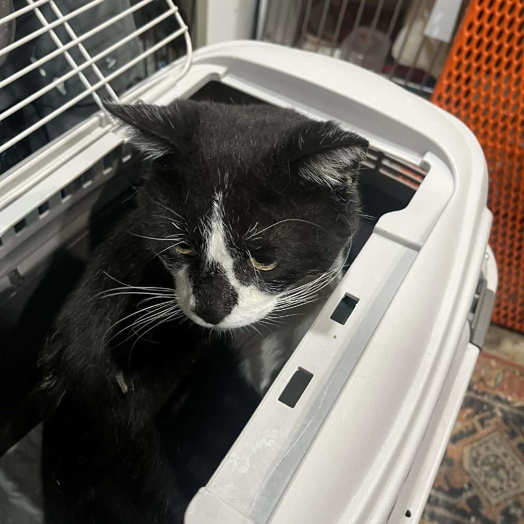 Buster, Adoptable, Young Male Domestic Short Hair.