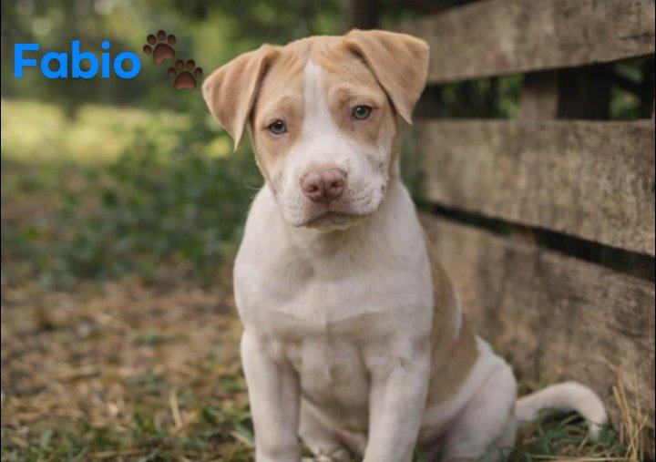Fabio, adopted, Puppy Male Catahoula Leopard Dog & Shepherd.