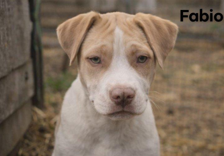 Fabio, an adopted mixed breed in East Dundee , IL image 3/3