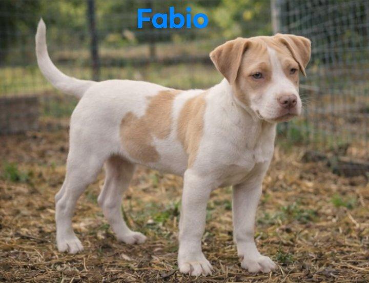 Fabio, an adopted mixed breed in East Dundee , IL image 2/3