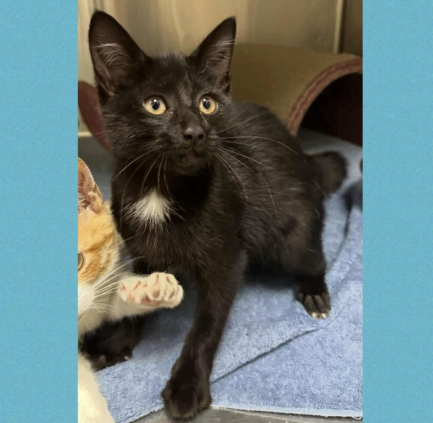 Peppercorn