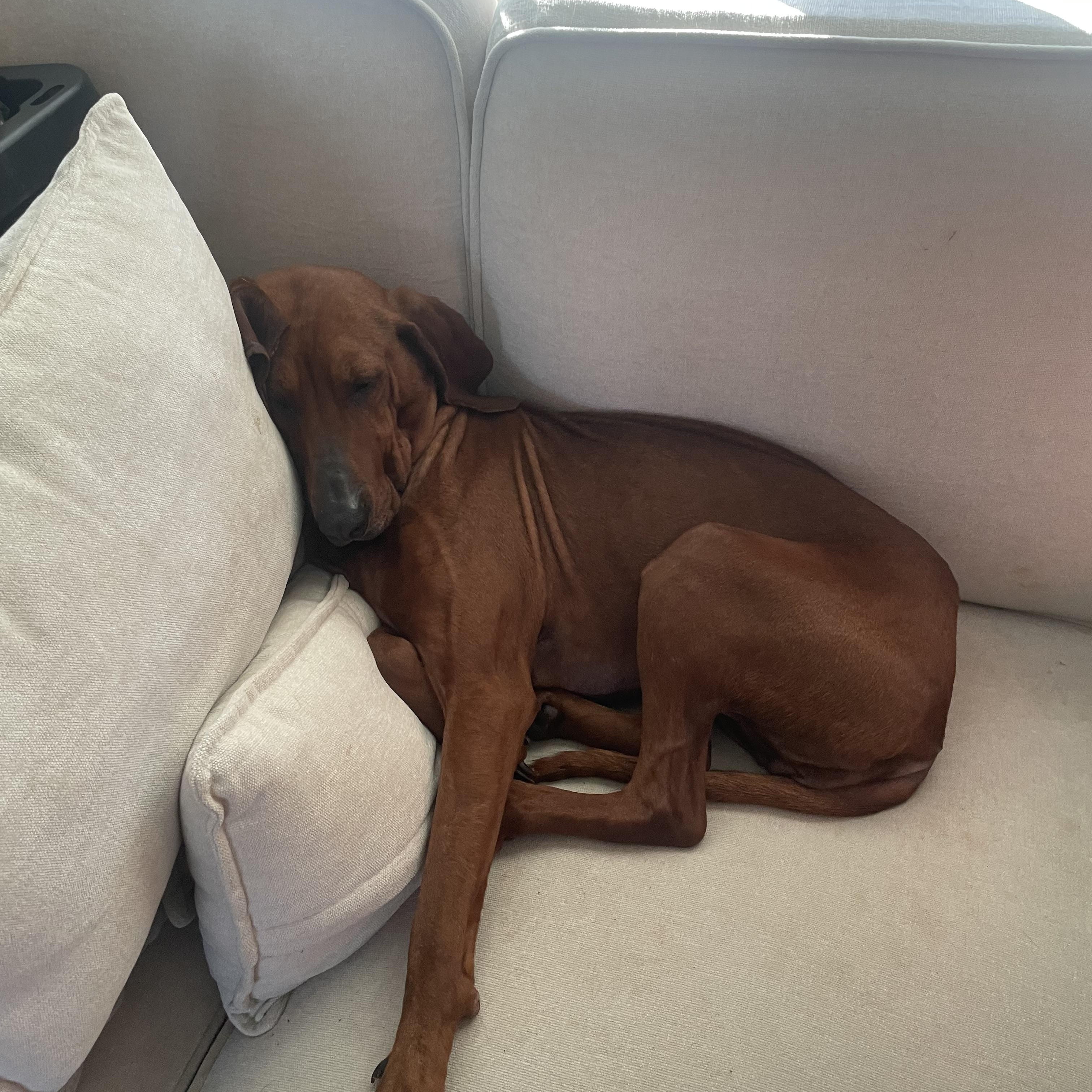 Enlarge Scarlett, a ADOPTABLE Redbone Coonhound in Cary, NC image 1/6