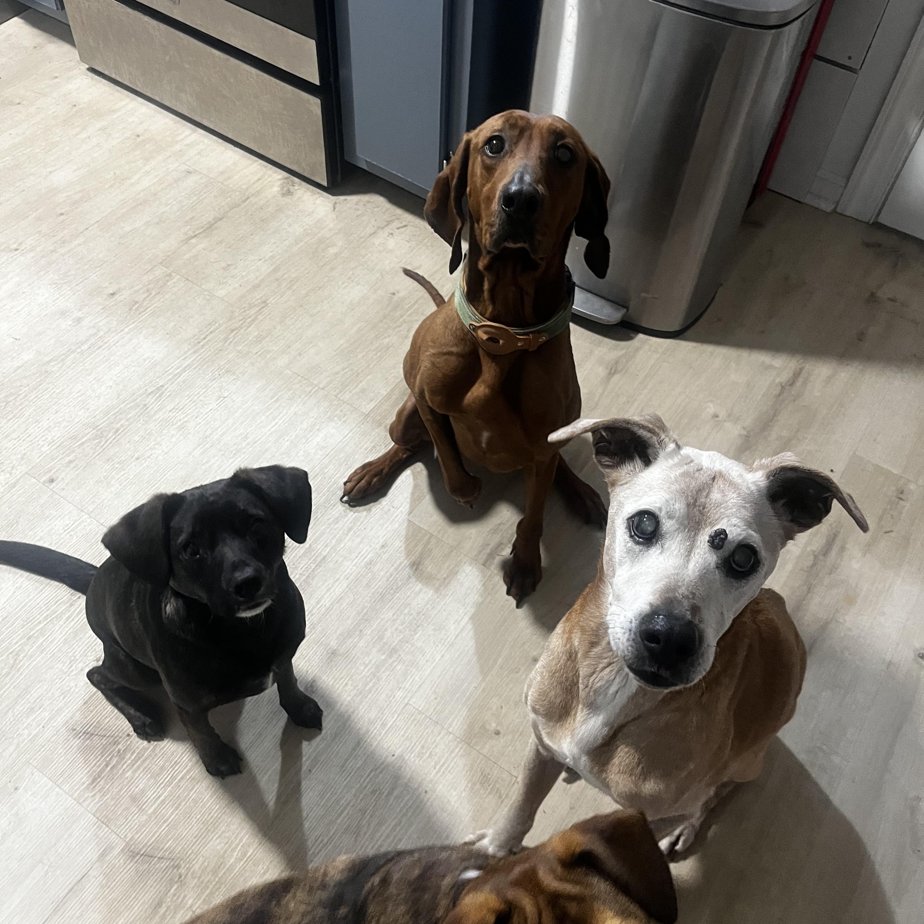 Enlarge Scarlett, a ADOPTABLE Redbone Coonhound in Cary, NC image 4/6