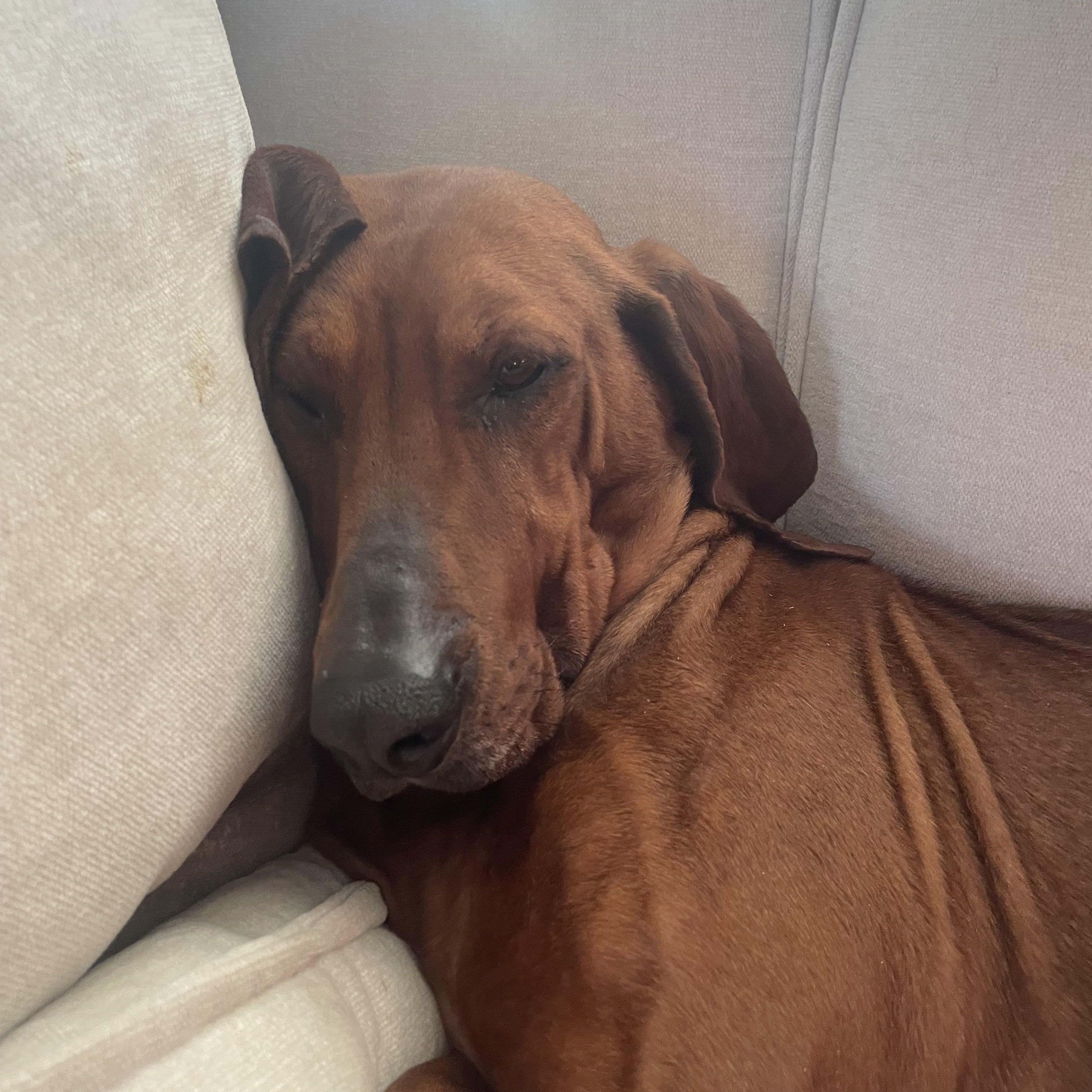 Enlarge Scarlett, a ADOPTABLE Redbone Coonhound in Cary, NC image 6/6