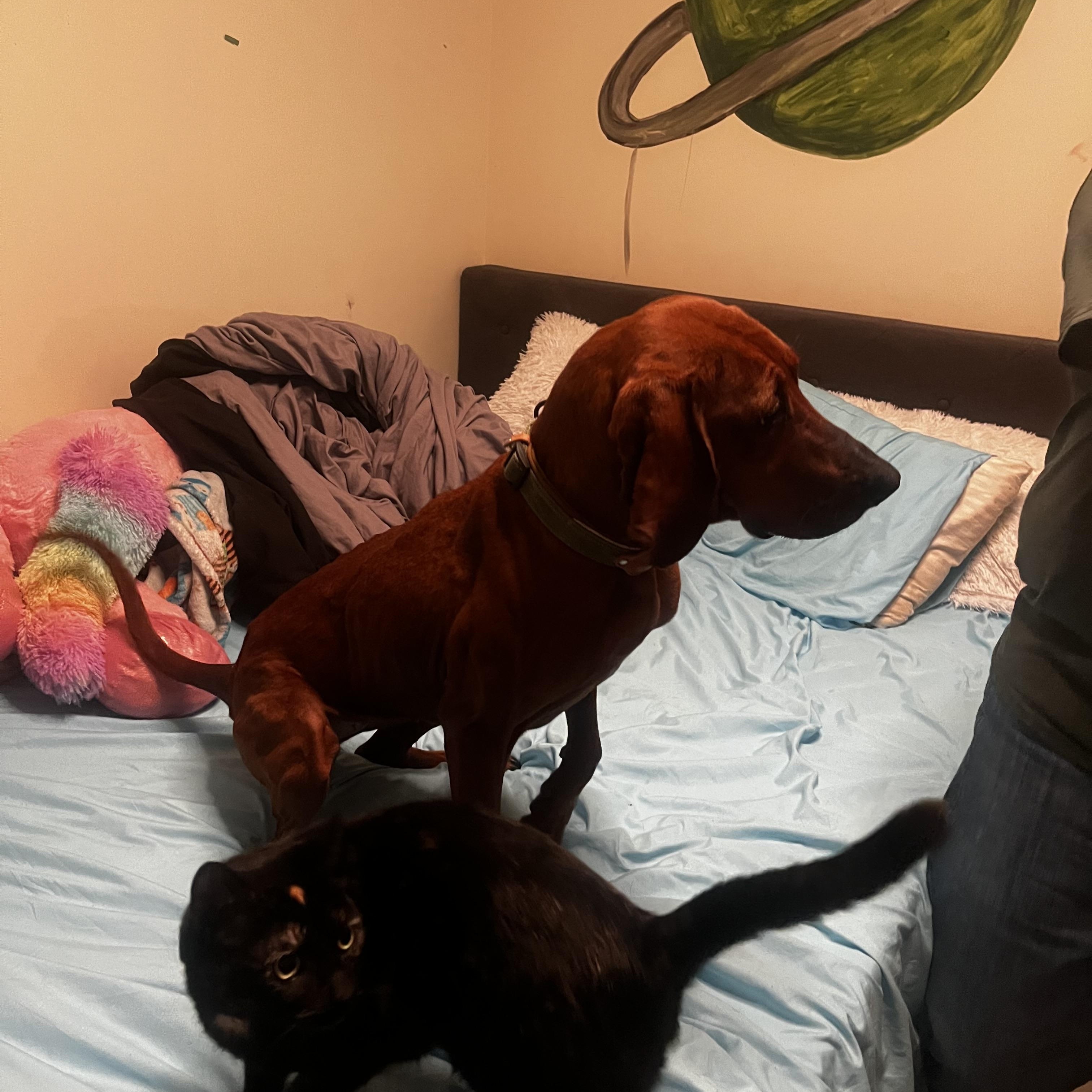 Enlarge Scarlett, a ADOPTABLE Redbone Coonhound in Cary, NC image 5/6