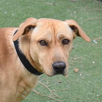 Magnum, ADOPTABLE, Adult Male Mixed Breed.