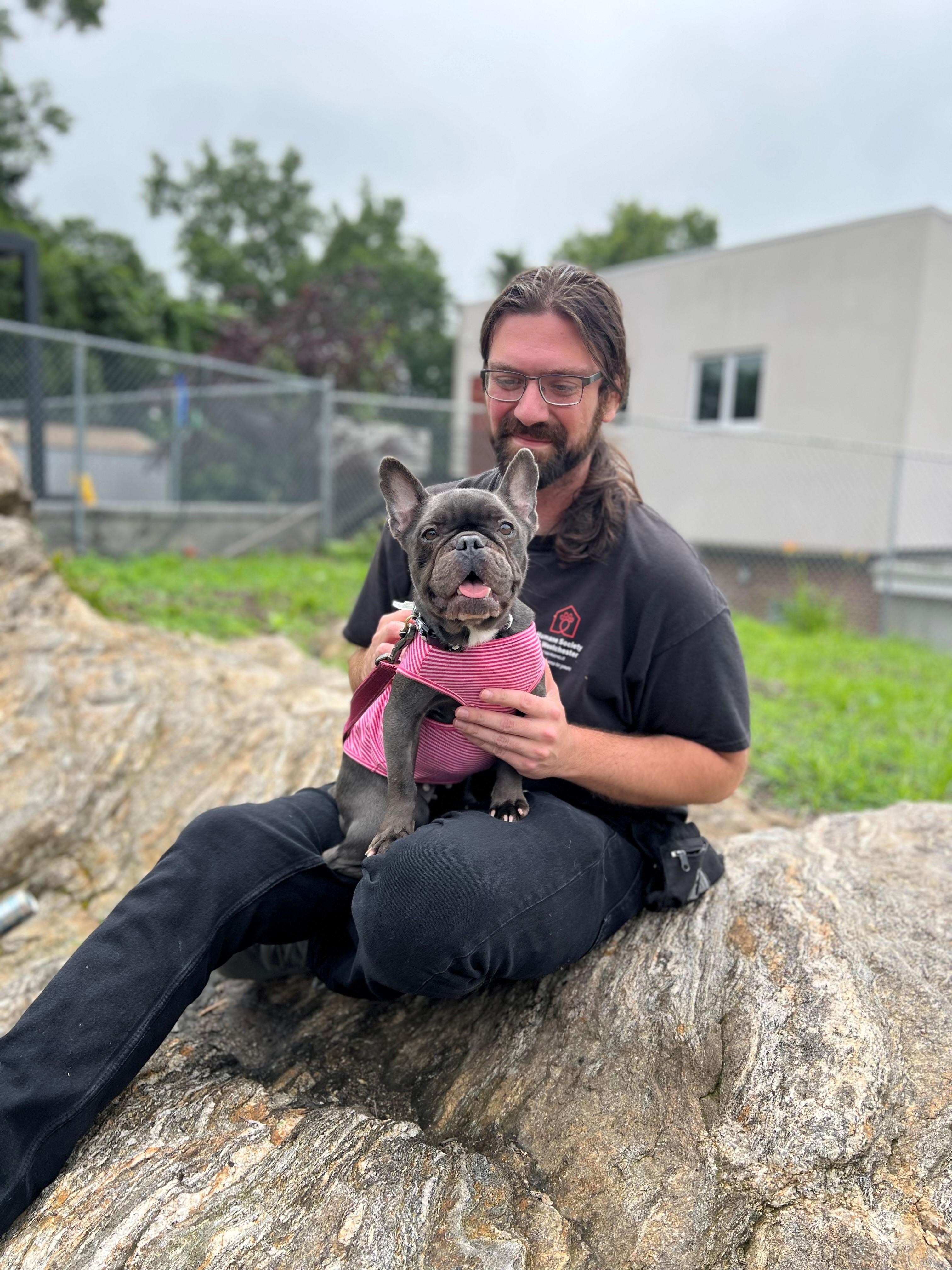 Blueberry, Adult Female French Bulldog