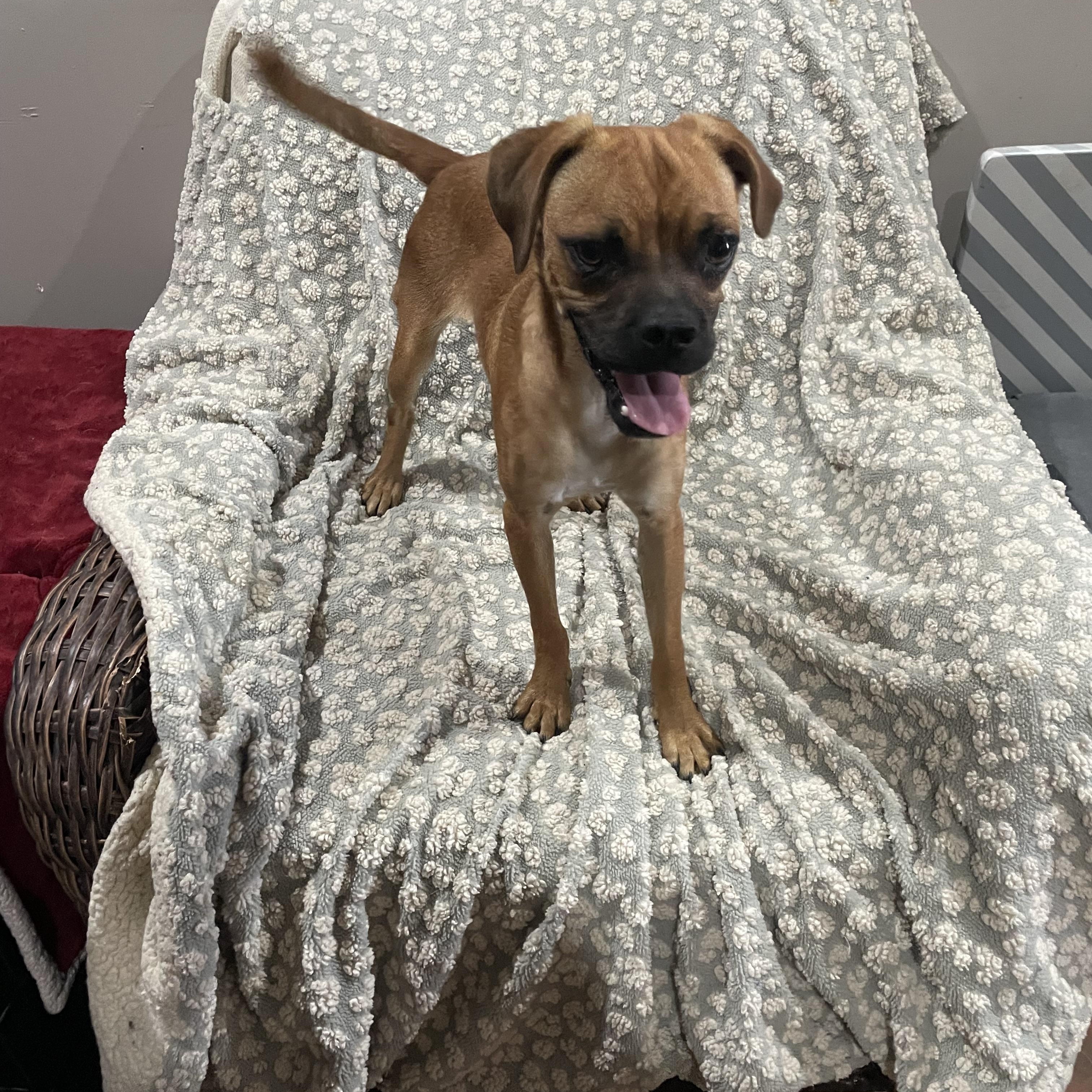 Enlarge Pugsley, a Adoptable Puggle in Phoenix, AZ image 1/4