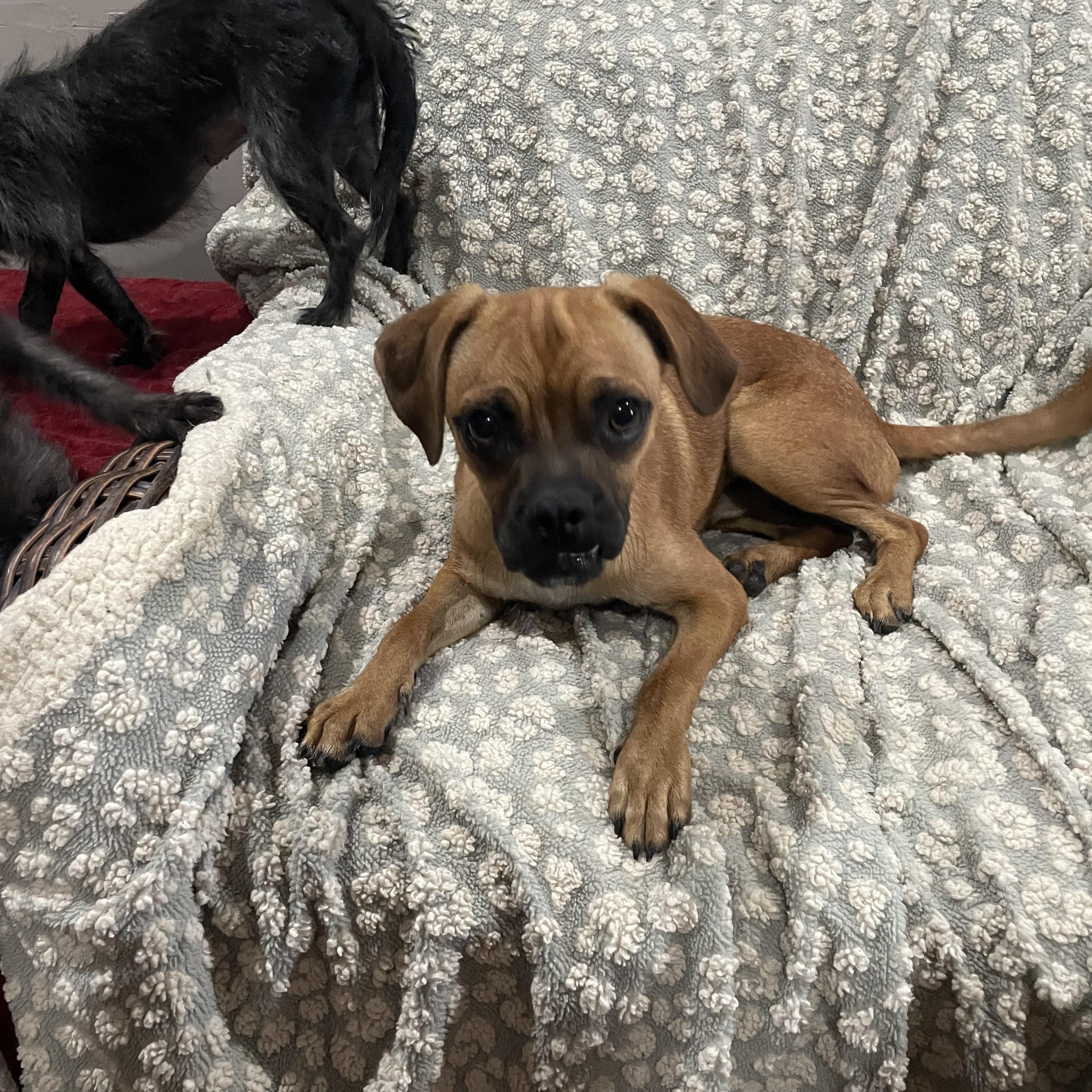 Pugsley, an adoptable Puggle in Phoenix, AZ, 85040 | Photo Image 3