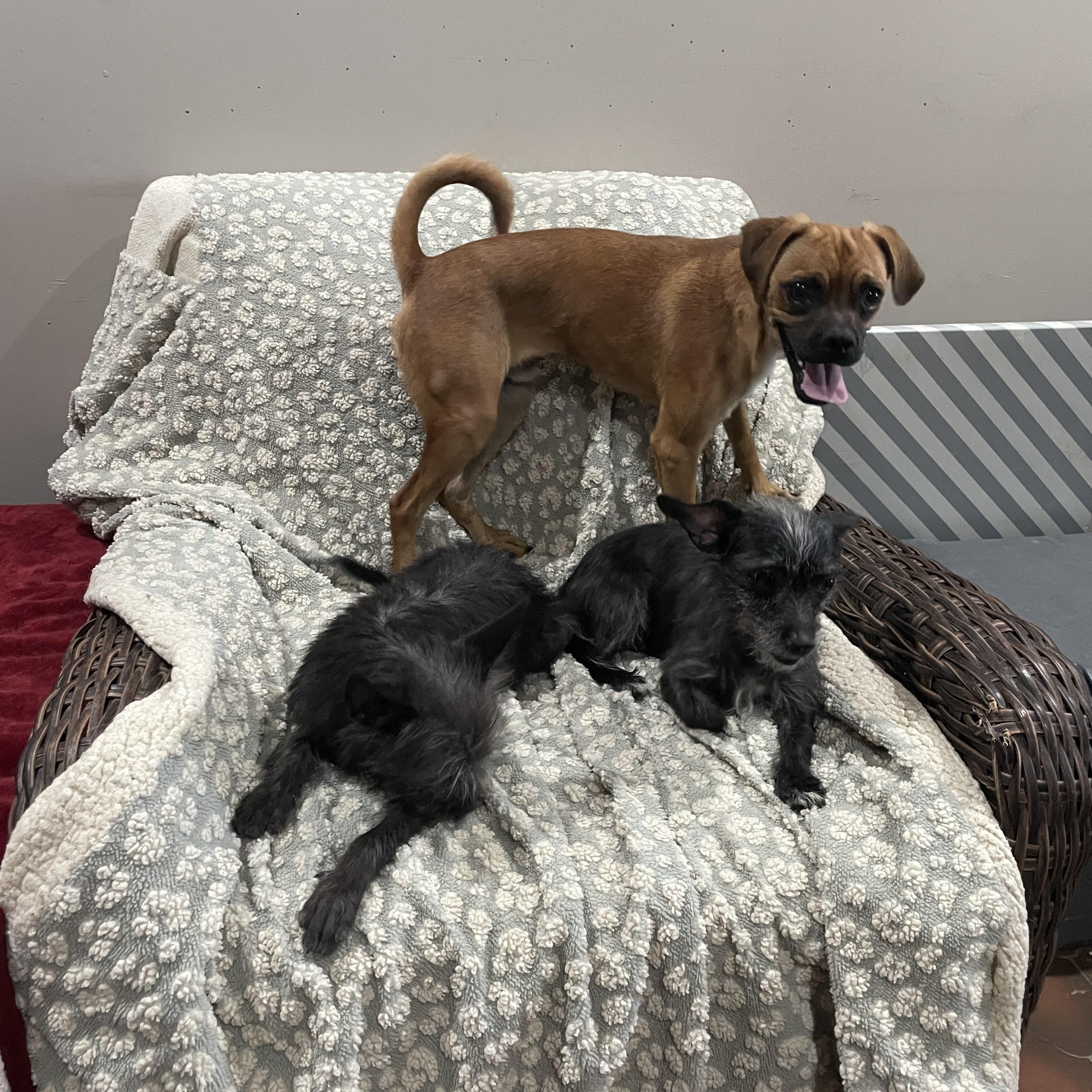 Enlarge Pugsley, a Adoptable Puggle in Phoenix, AZ image 3/4