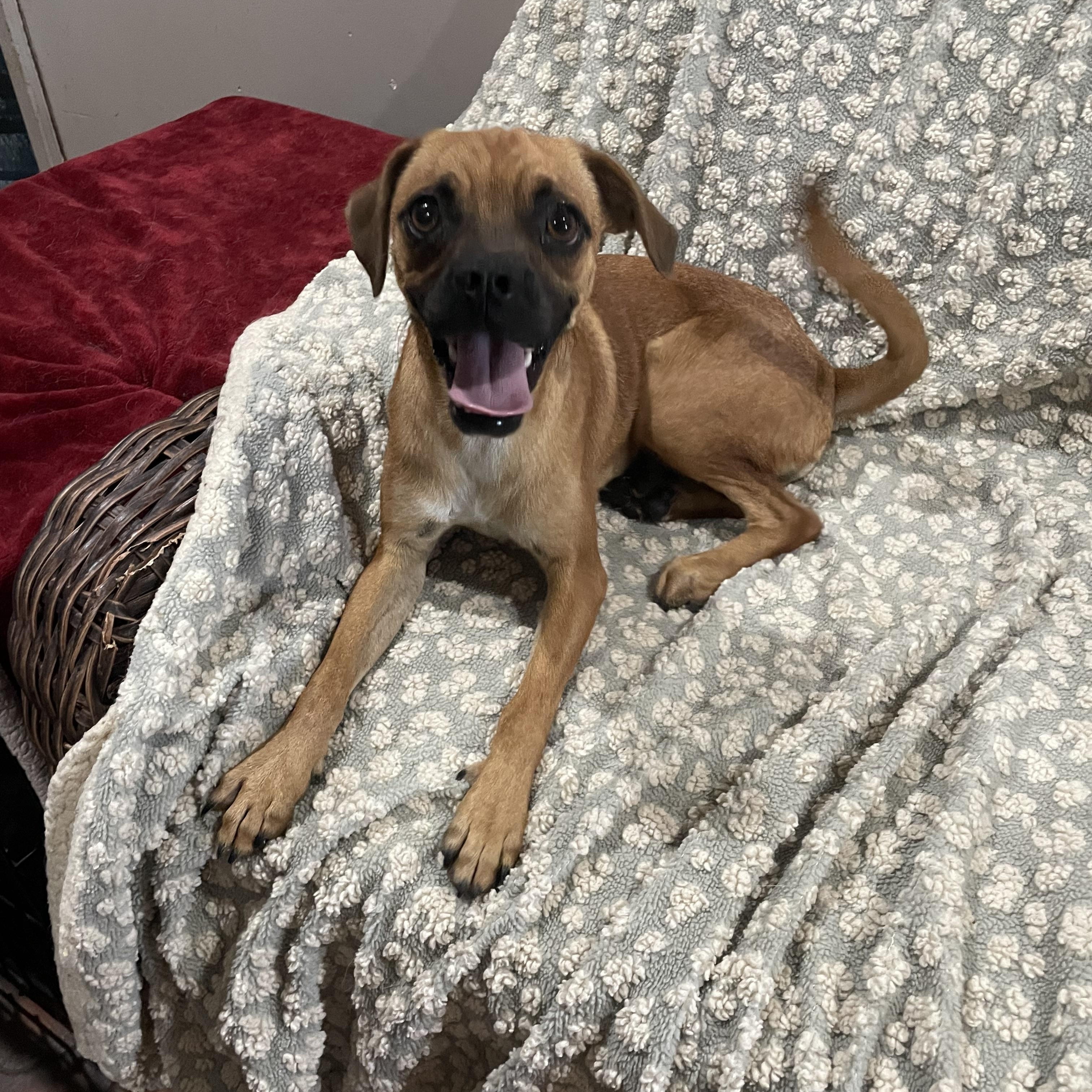 Pugsley, an adoptable Puggle in Phoenix, AZ, 85040 | Photo Image 2