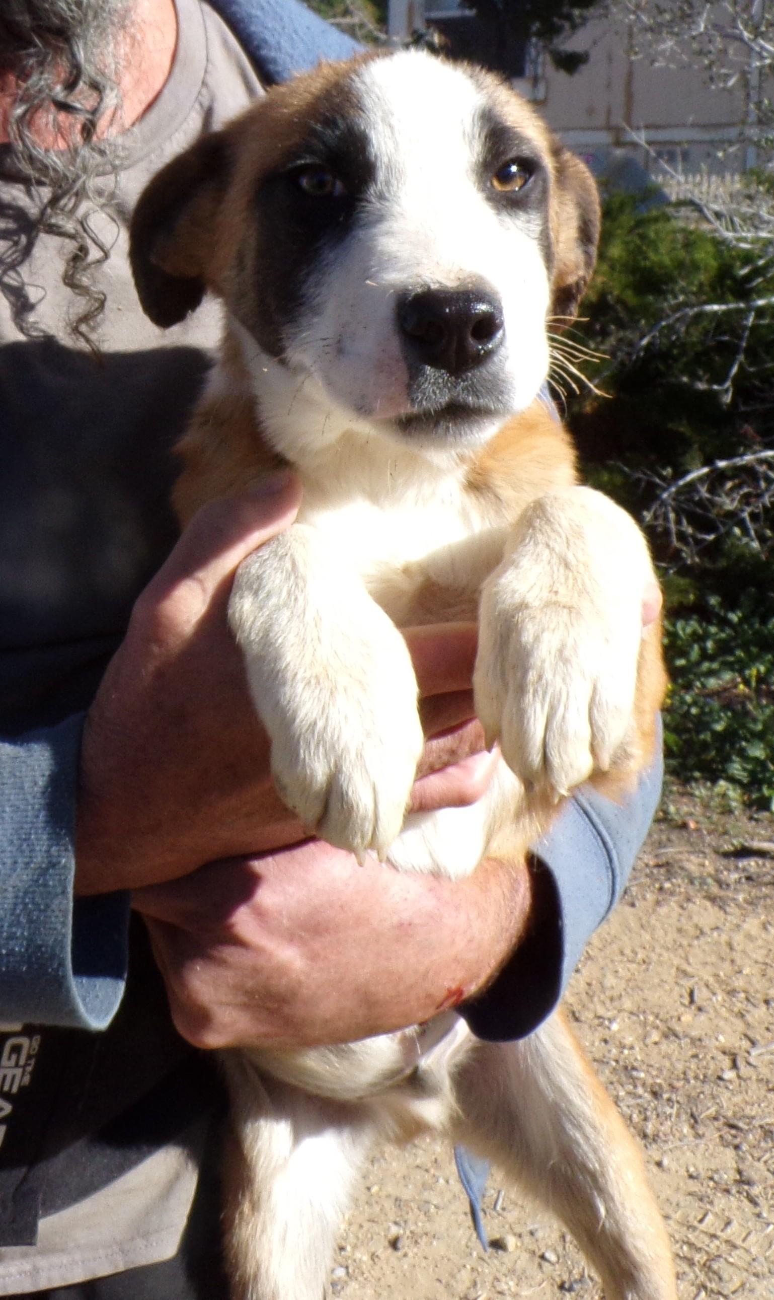 Enlarge HUNTER, a ADOPTABLE mixed breed in Corona, CA image 2/3