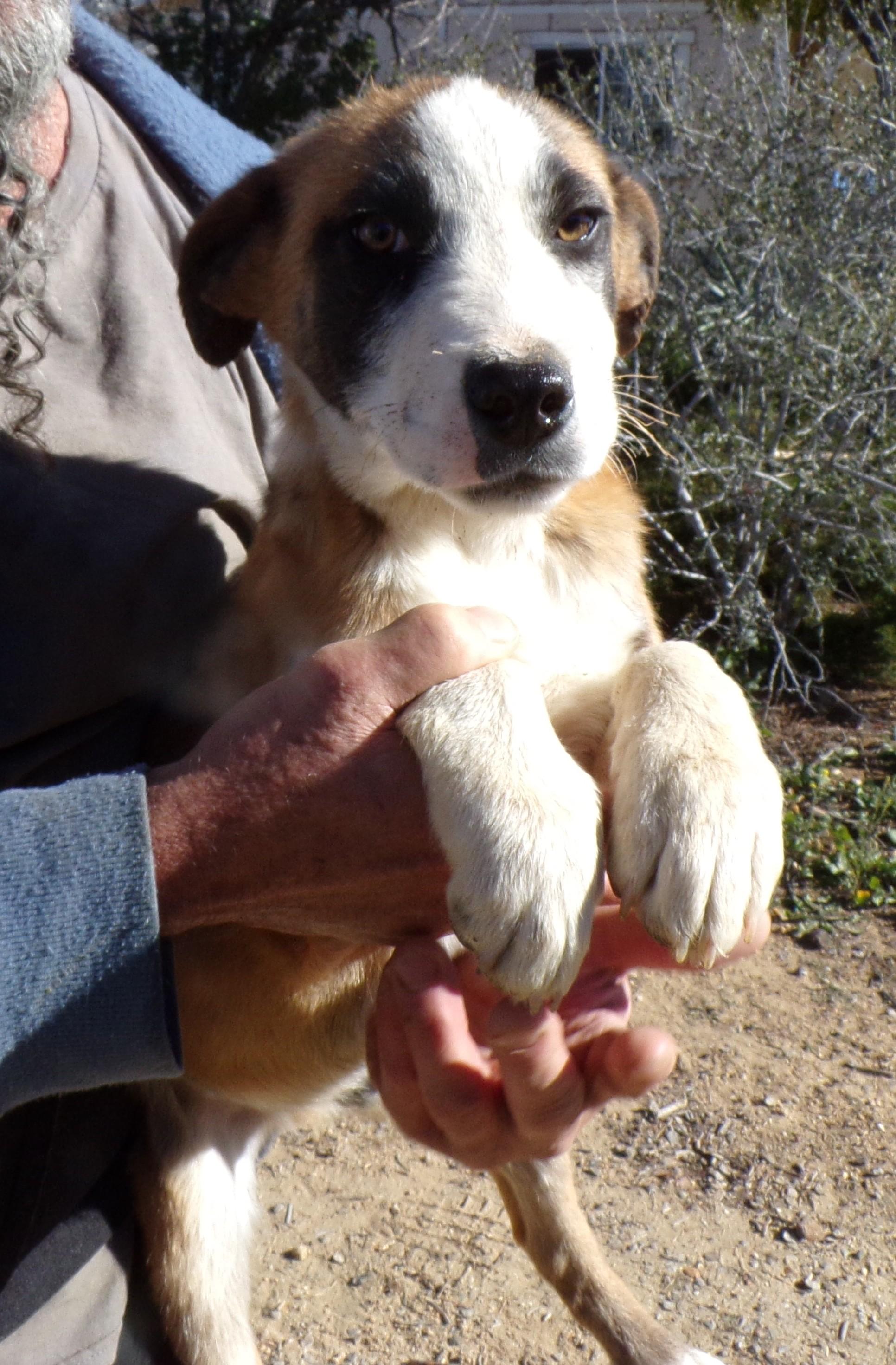 Enlarge HUNTER, a ADOPTABLE mixed breed in Corona, CA image 3/3