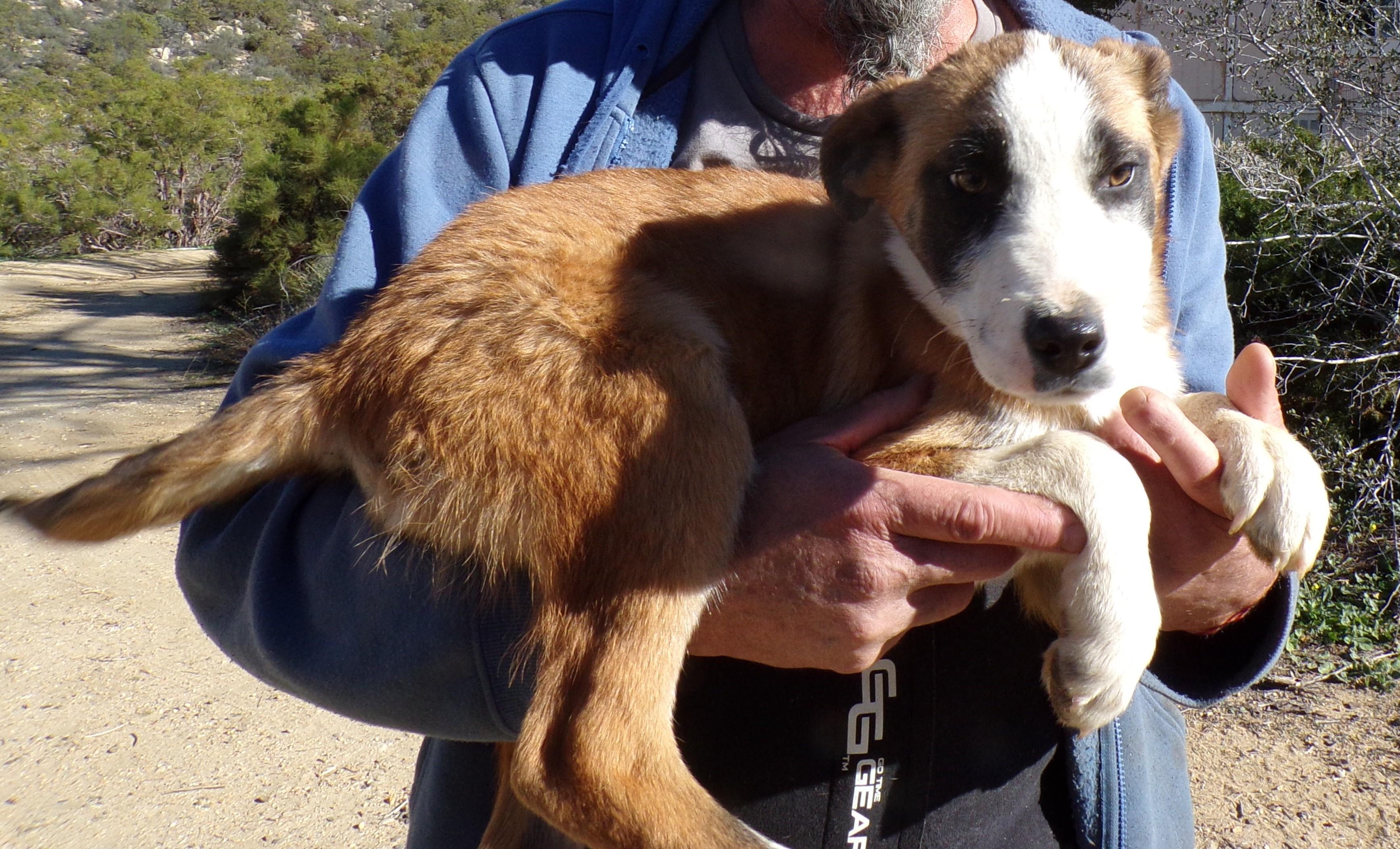 Enlarge HUNTER, a ADOPTABLE mixed breed in Corona, CA image 1/3